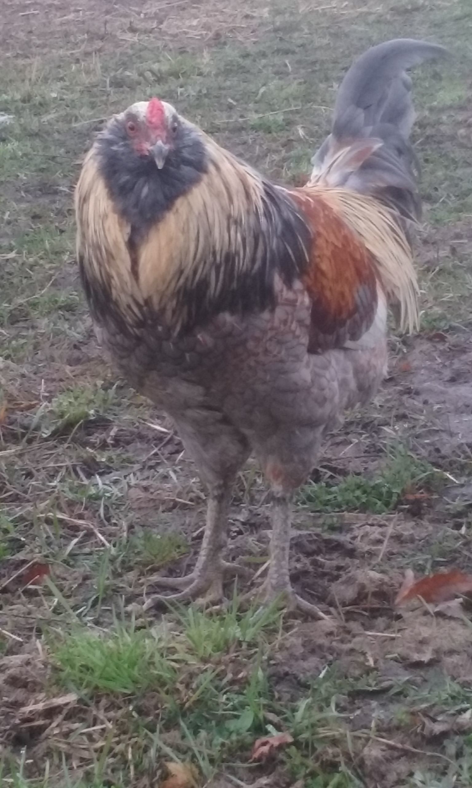 Our rooster "Crooky".
