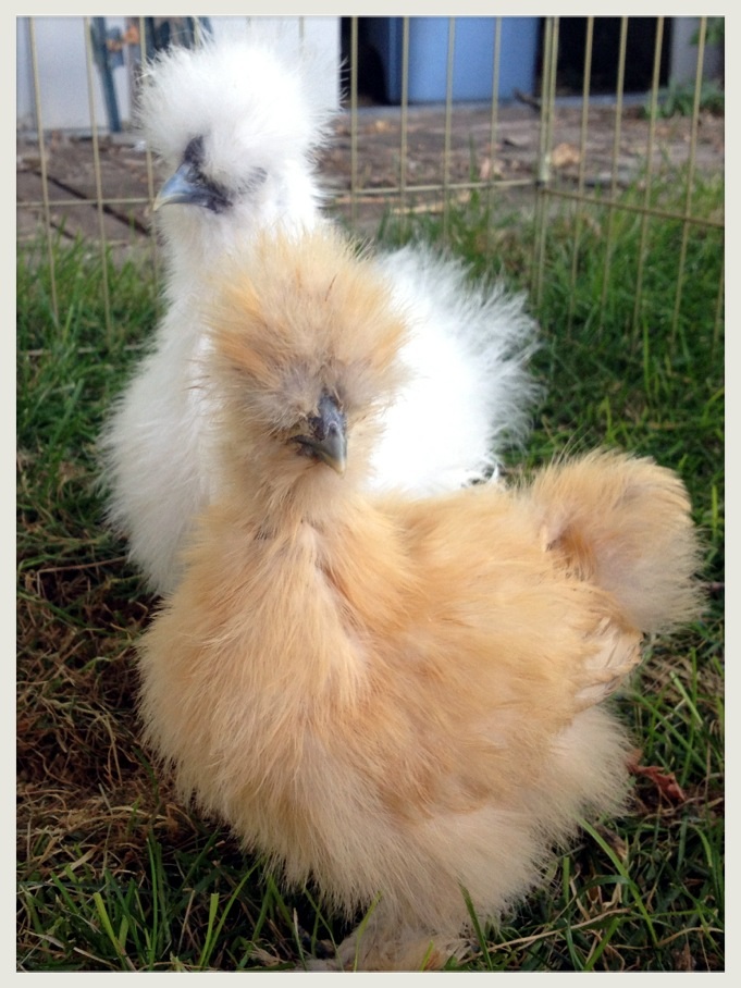 Our two silkies. I have a feeling the buff is a pullet and the white a cockerel, but.... I've been told you can never be 100% certain until they either crow or lay.