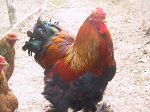 Partridge Brahma cock, champion 2009 and 2010