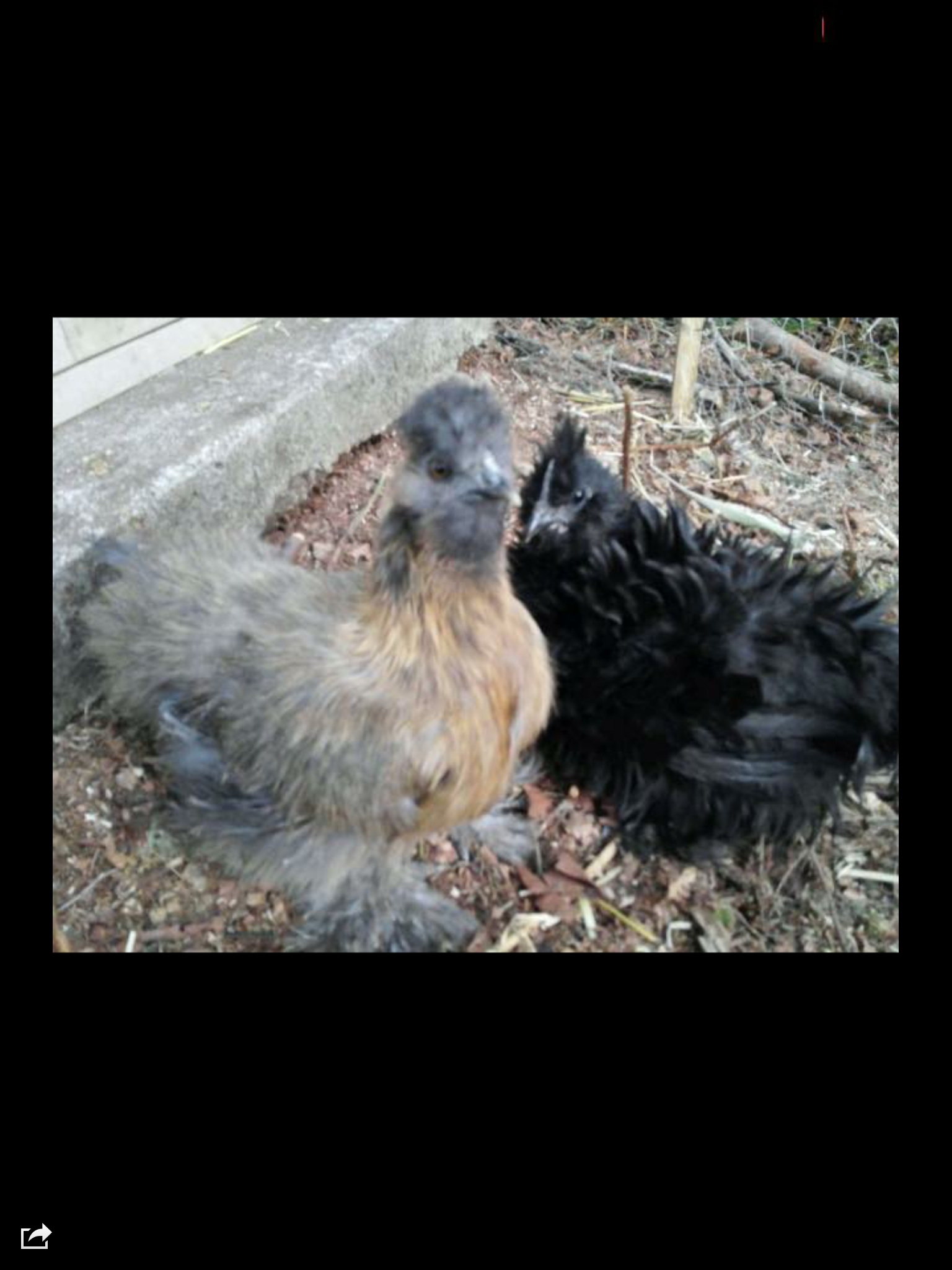 Partridge silkie hen and Sizzle Roo