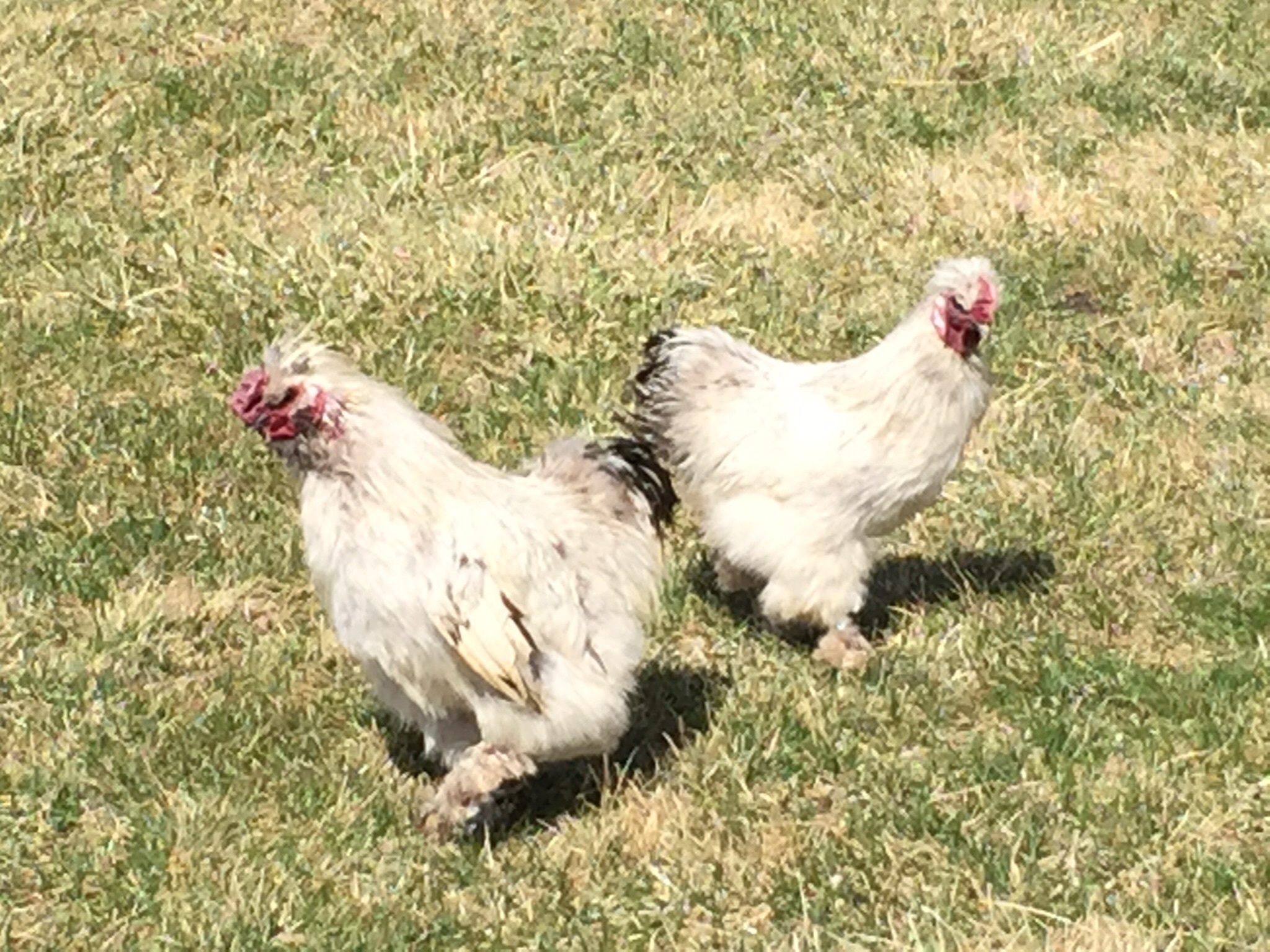 Partridge silkie roosters