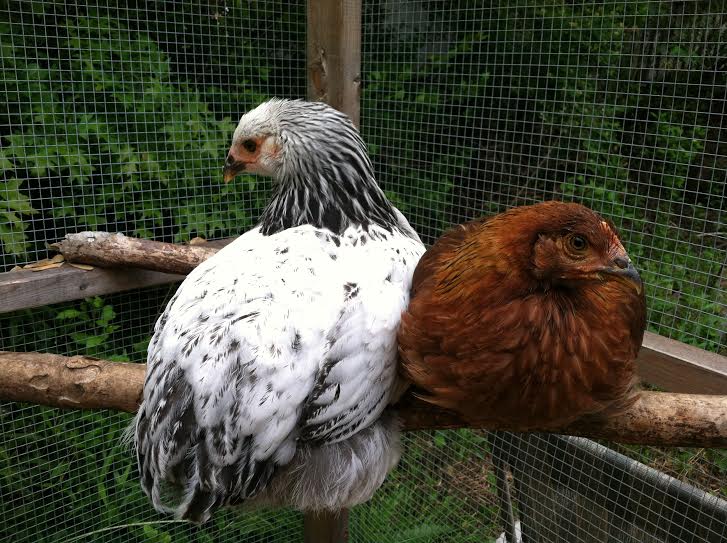 Pema and Cora perched in the run
