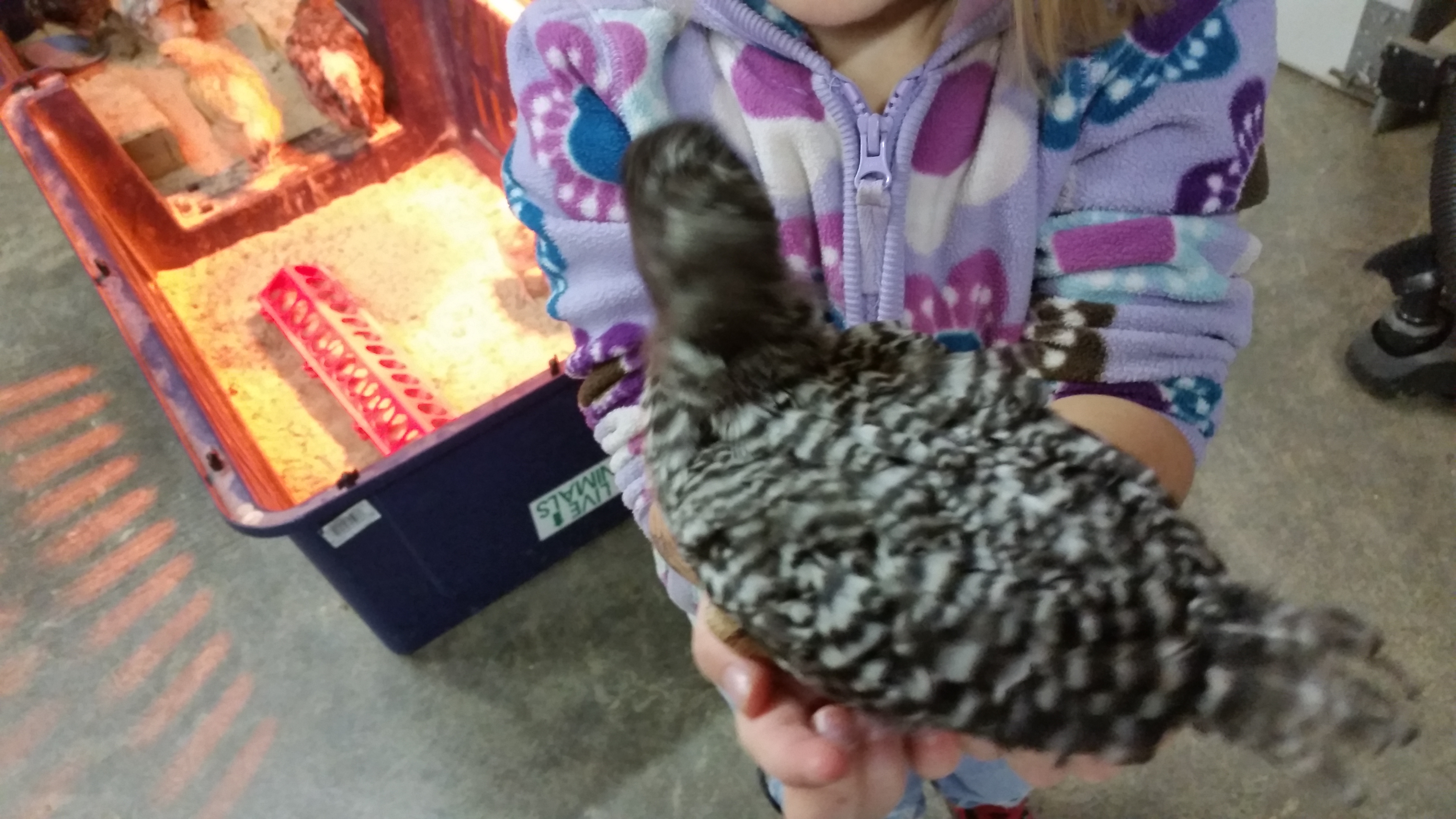 Pepper before we had to trade him in for a pullet.