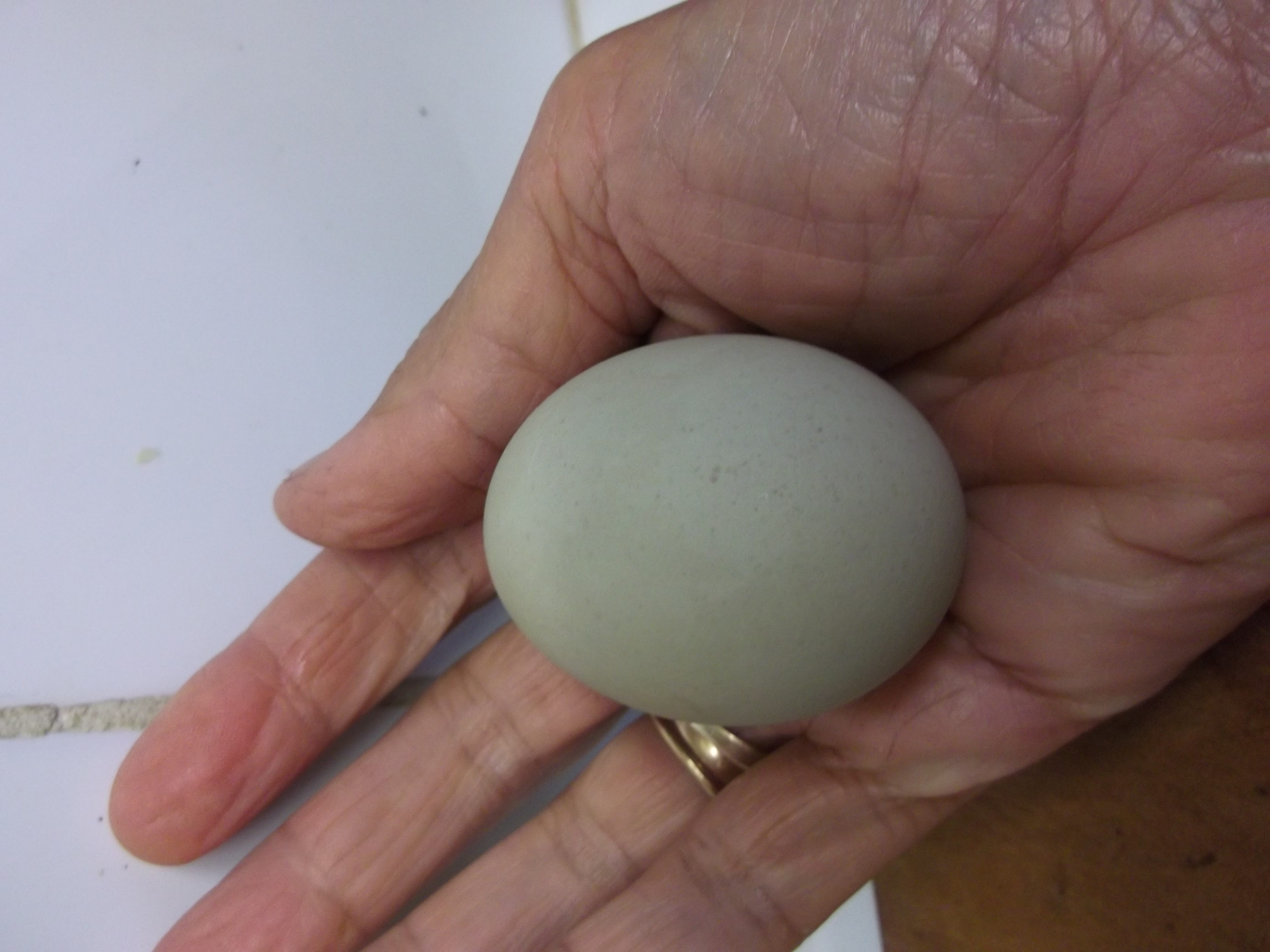 Petal's first egg.