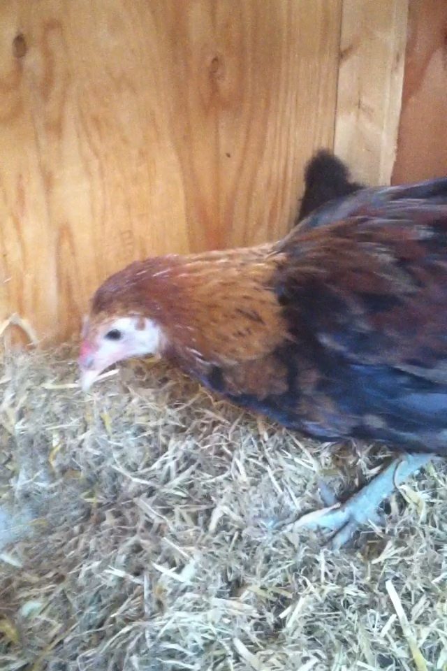 Pheasant- ameraucana.        Rest in peace ❤️