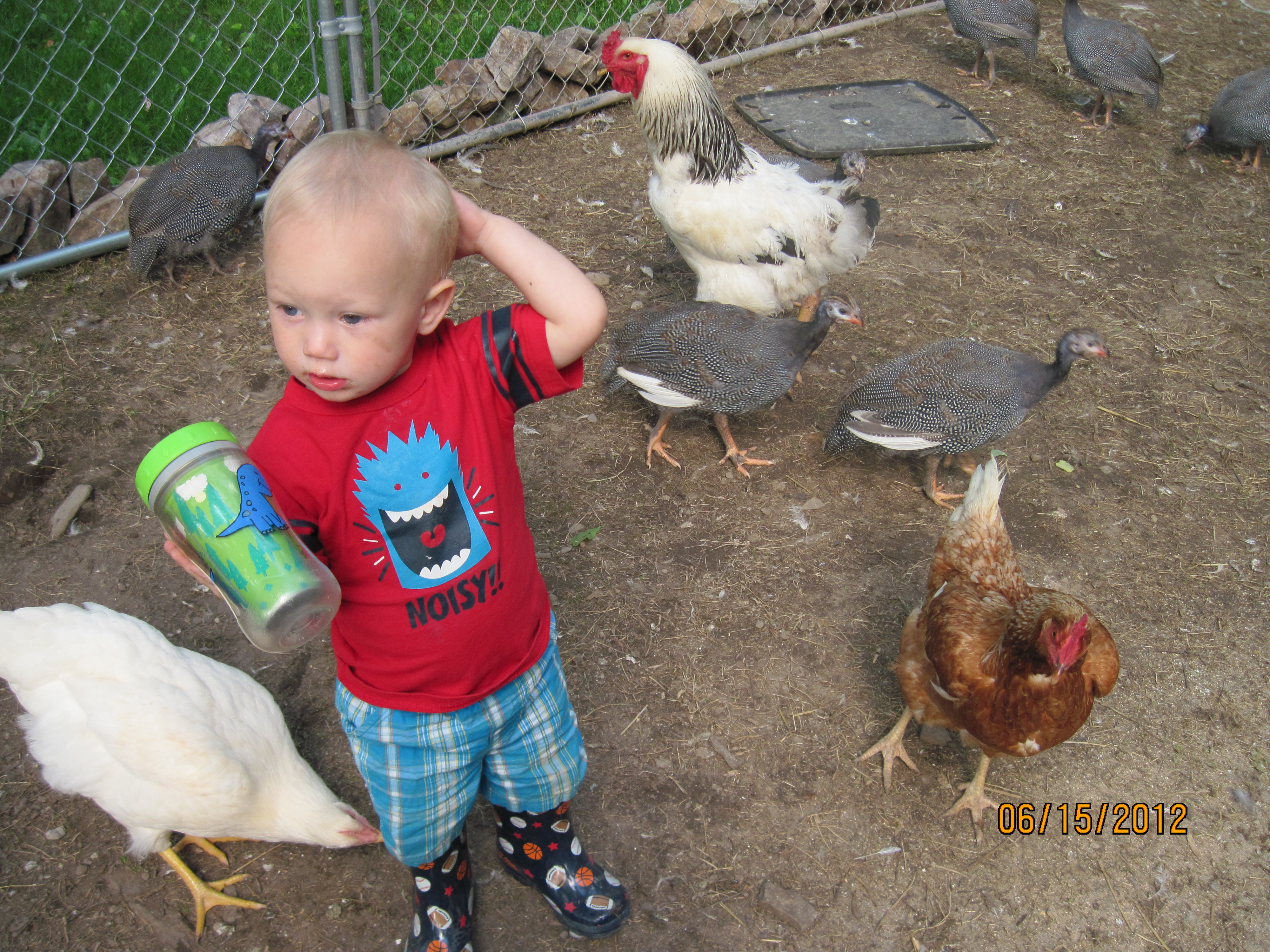 Pic of my grandson with various babies.. and of course Bob the roo!