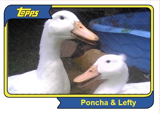 Poncha & Lefty Team card