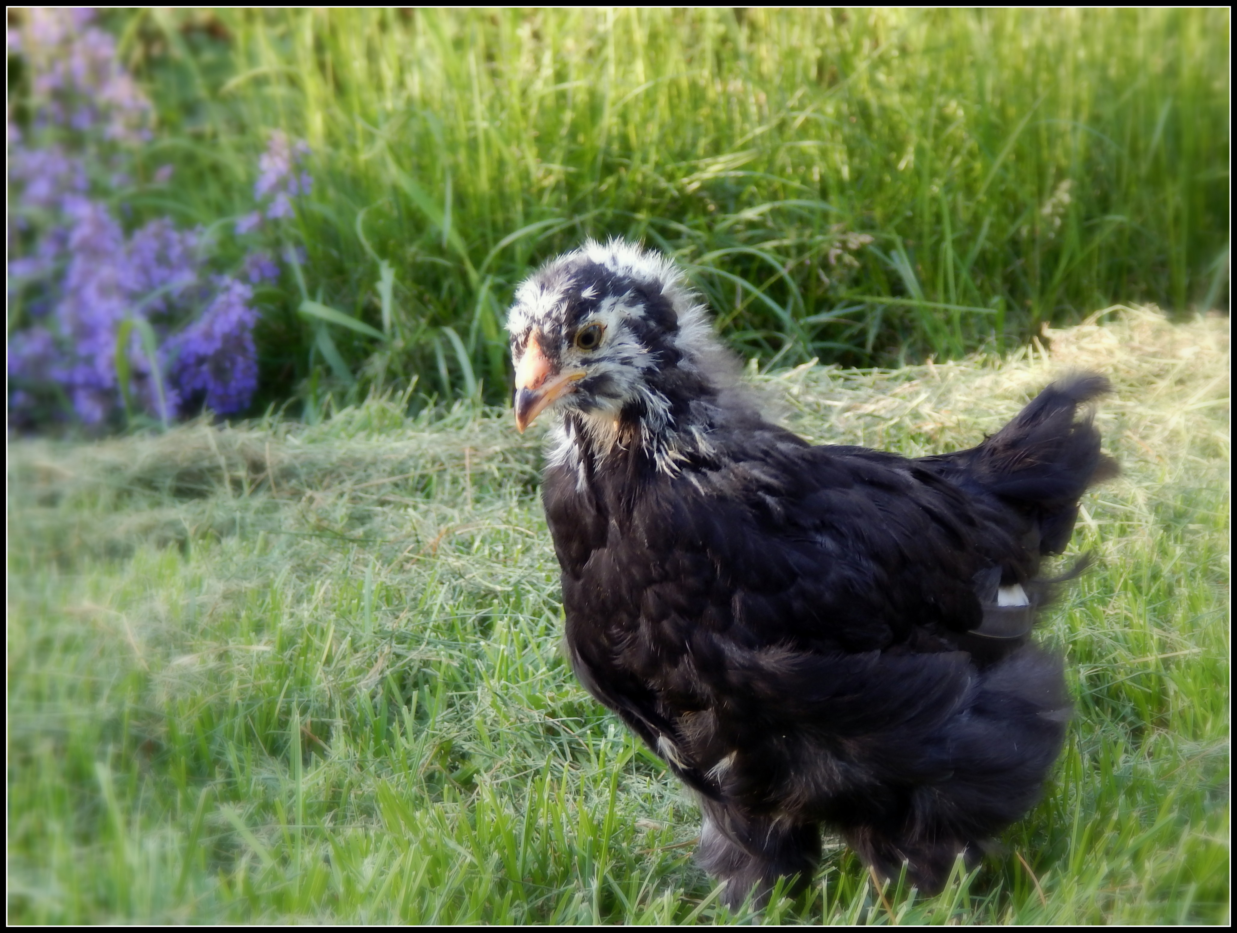 "Poppy", 5 week old Black Ameraucana (she was supposed to be blue)