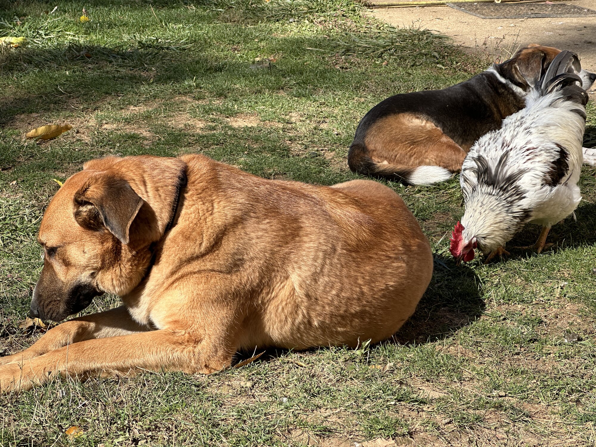 Poultry and Pals Photo Contest 40.jpg
