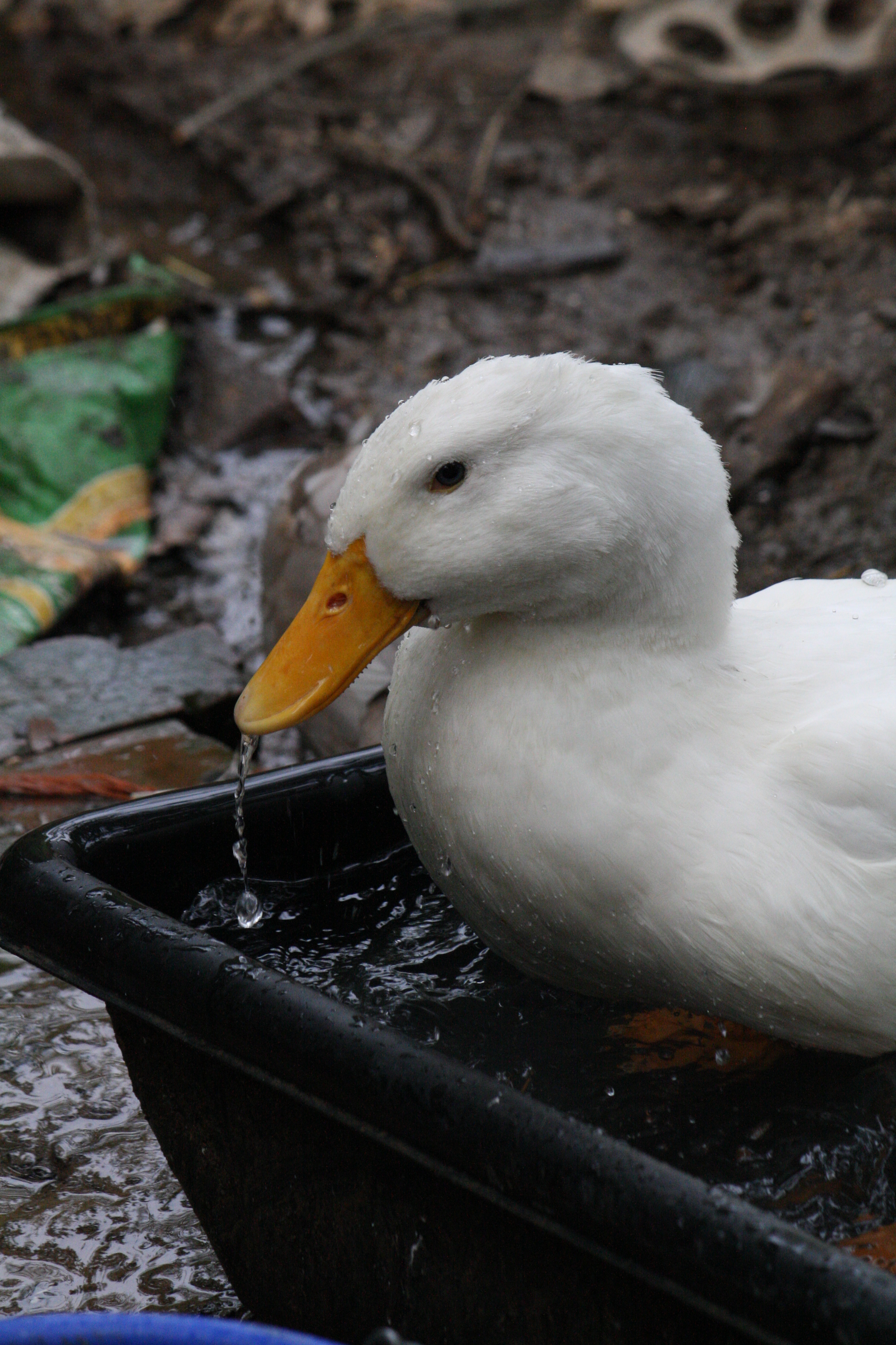 Puddles, the silliest, happiest Pekin duck I ever knew! RIP Puddles!