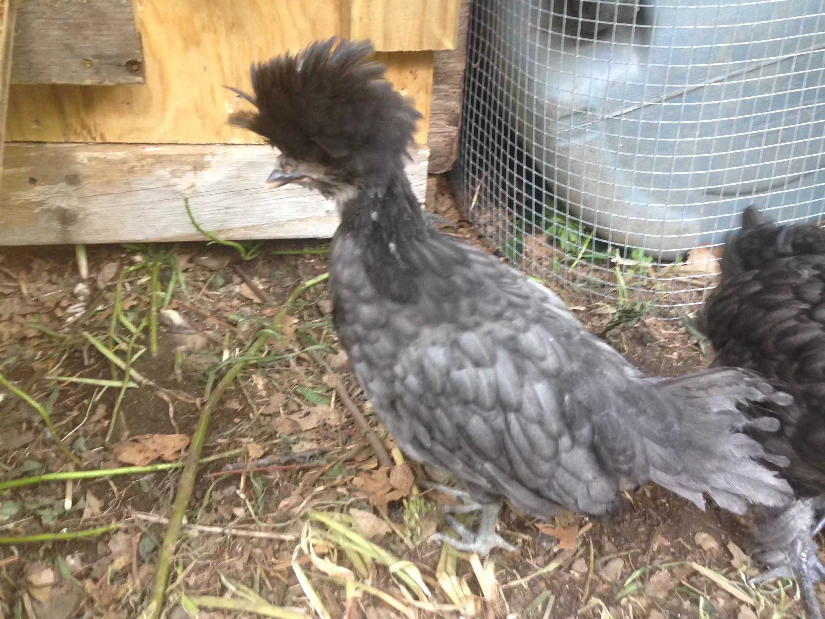 Puff - I'm pretty sure this one is full Polish Crested since s/he has 4 toes and light colored skin and this AMAZING crest.