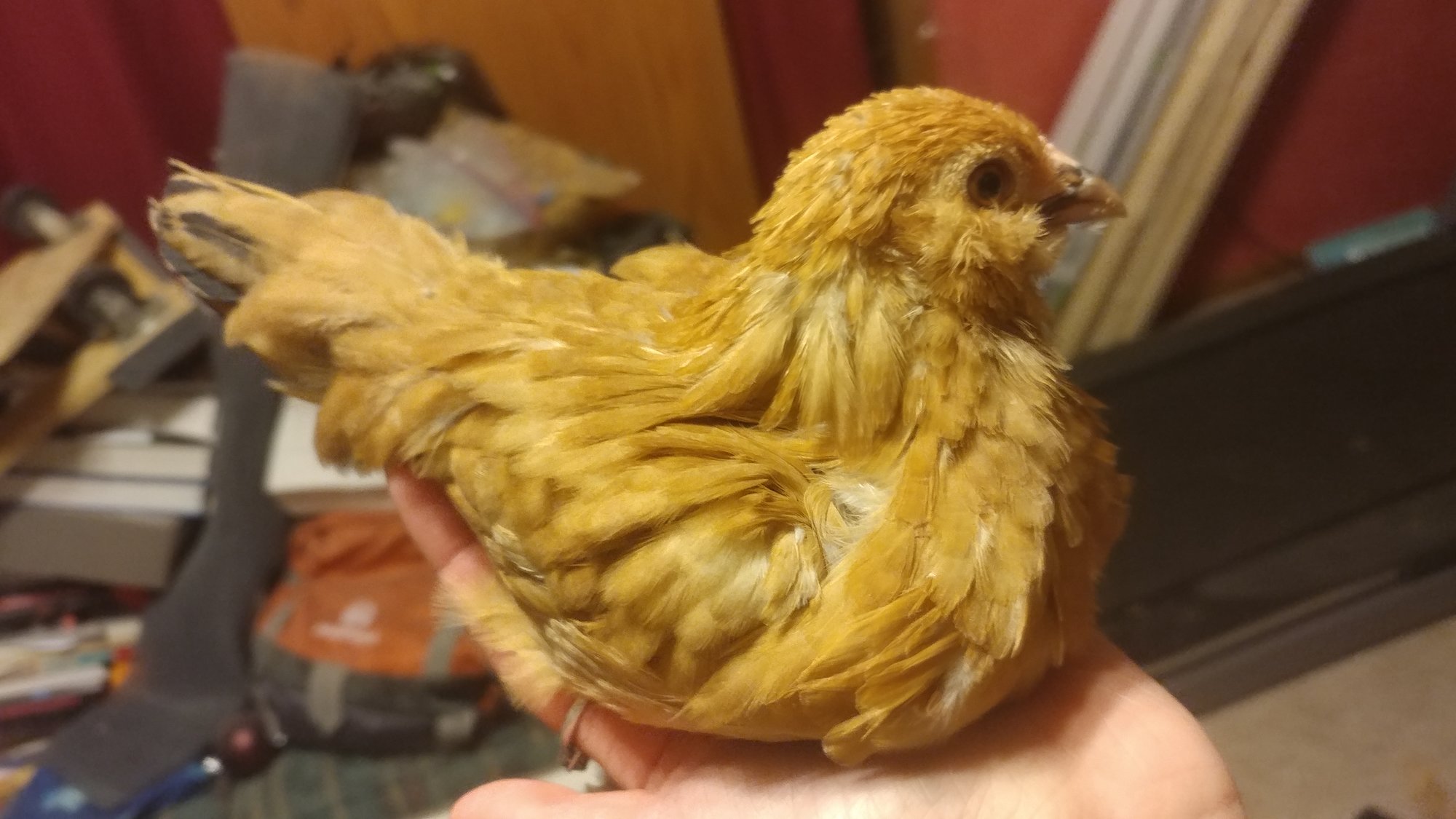 Pullet, side view