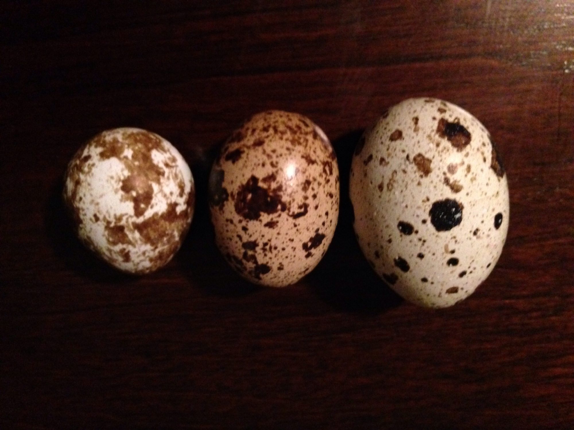 Quail eggs: leftmost is from a coturnix, middle is from a Texas A&M & the rightmost is a double yolker from another Texas A&M
