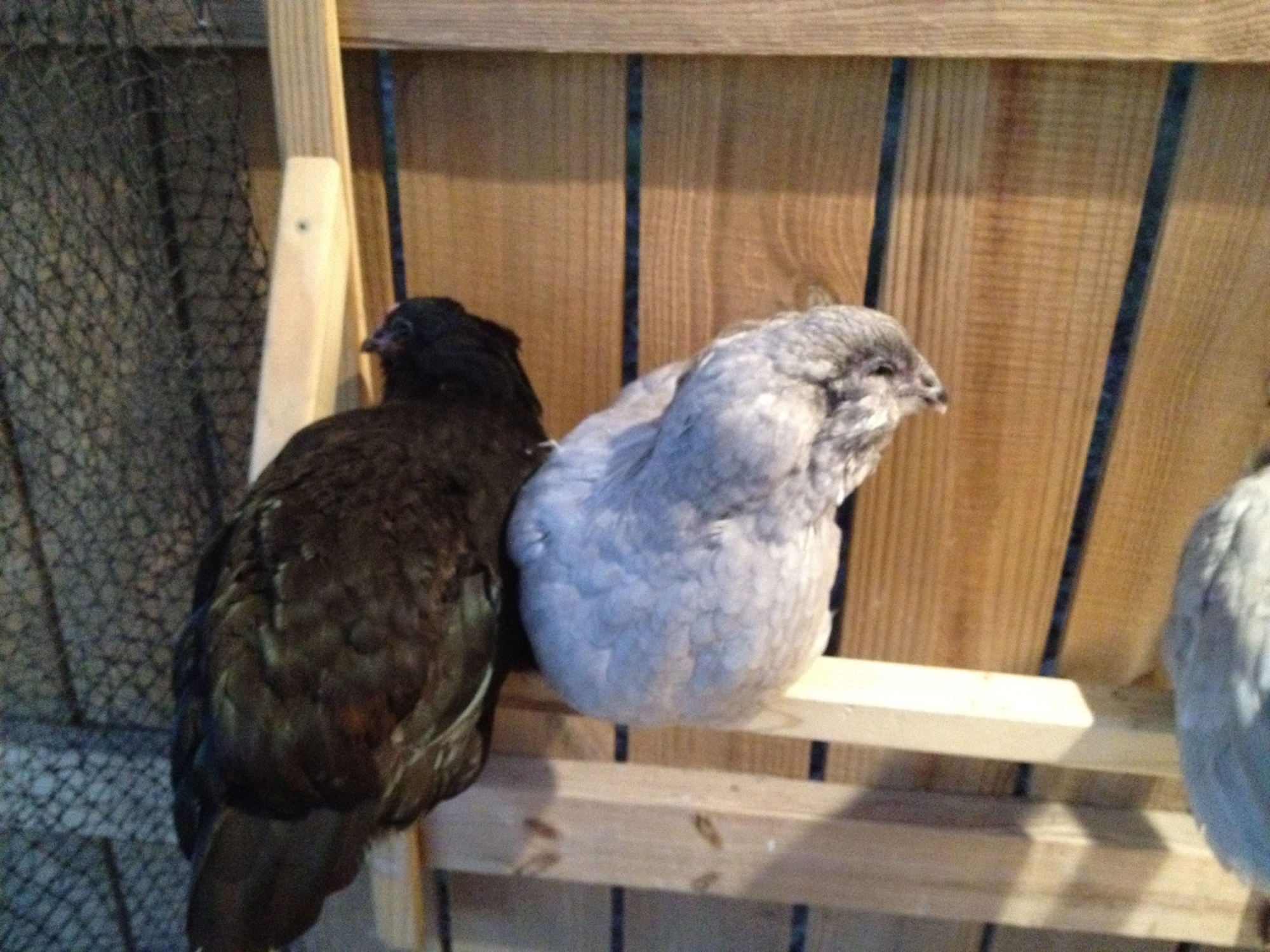 Raven & Beaky (named by my son lol) 11/18/12