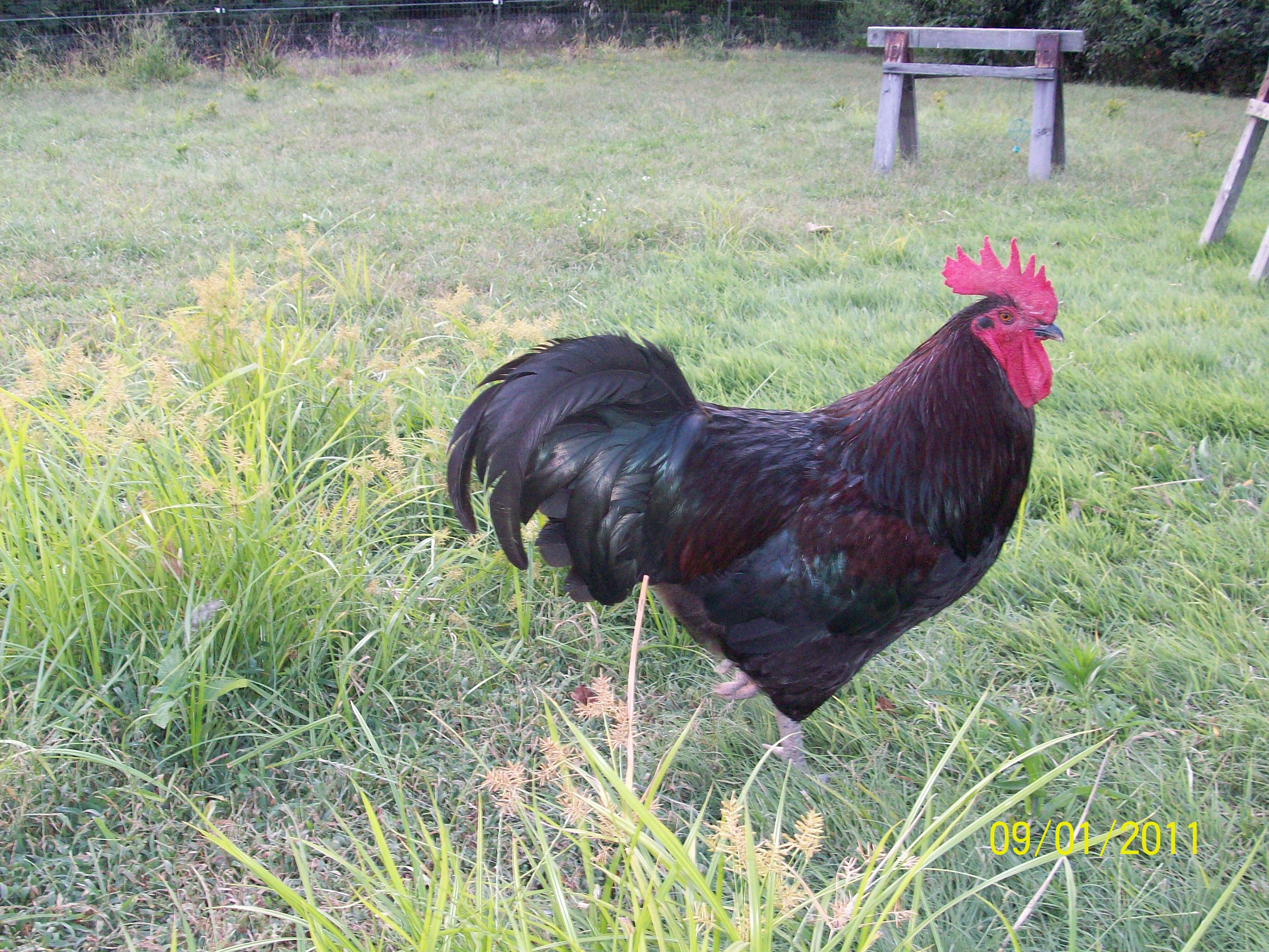 Red the Rhode Island Red/Black Australorp mix rooster.