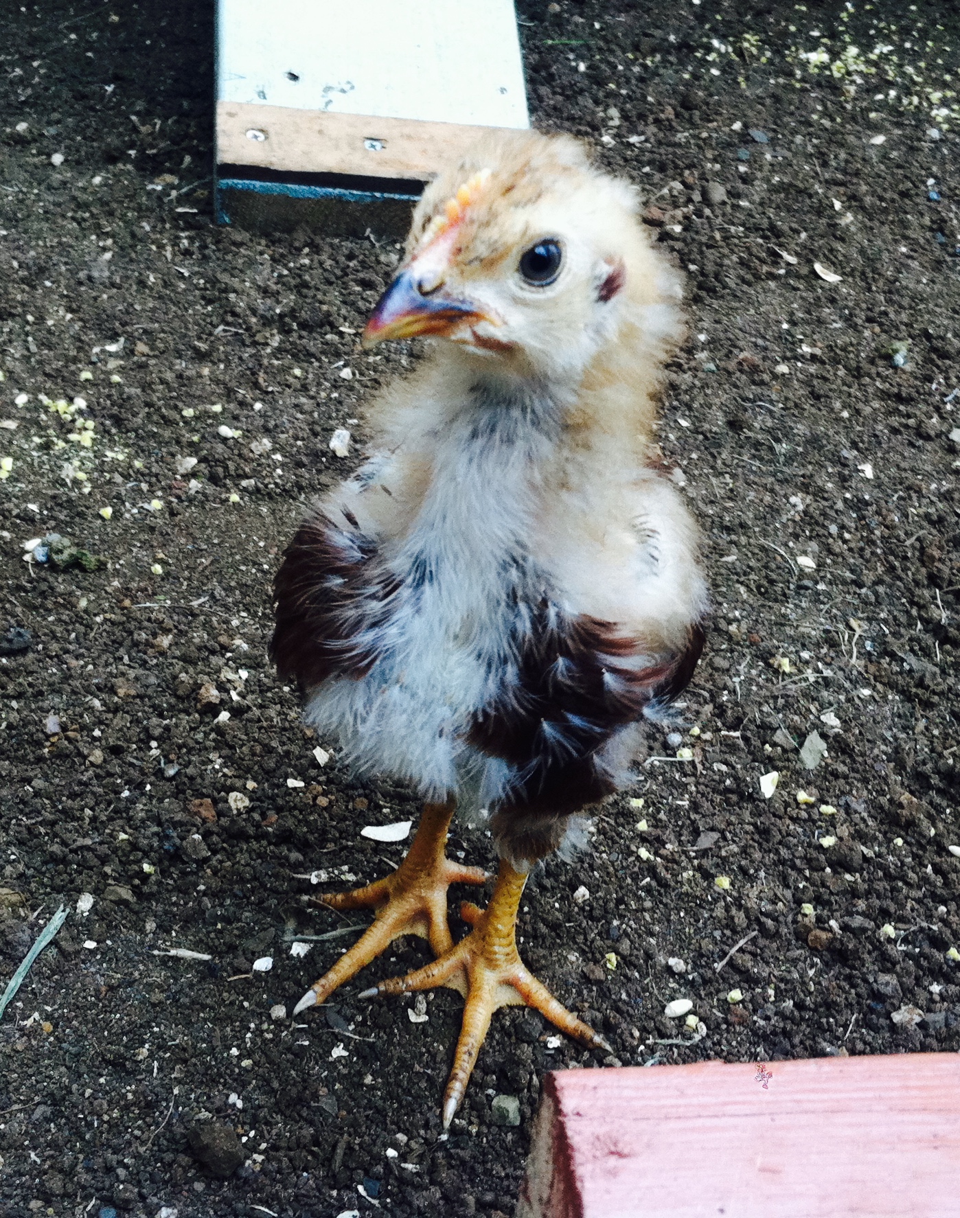 rhode island red rooster- about 1 month. "smoov-e"