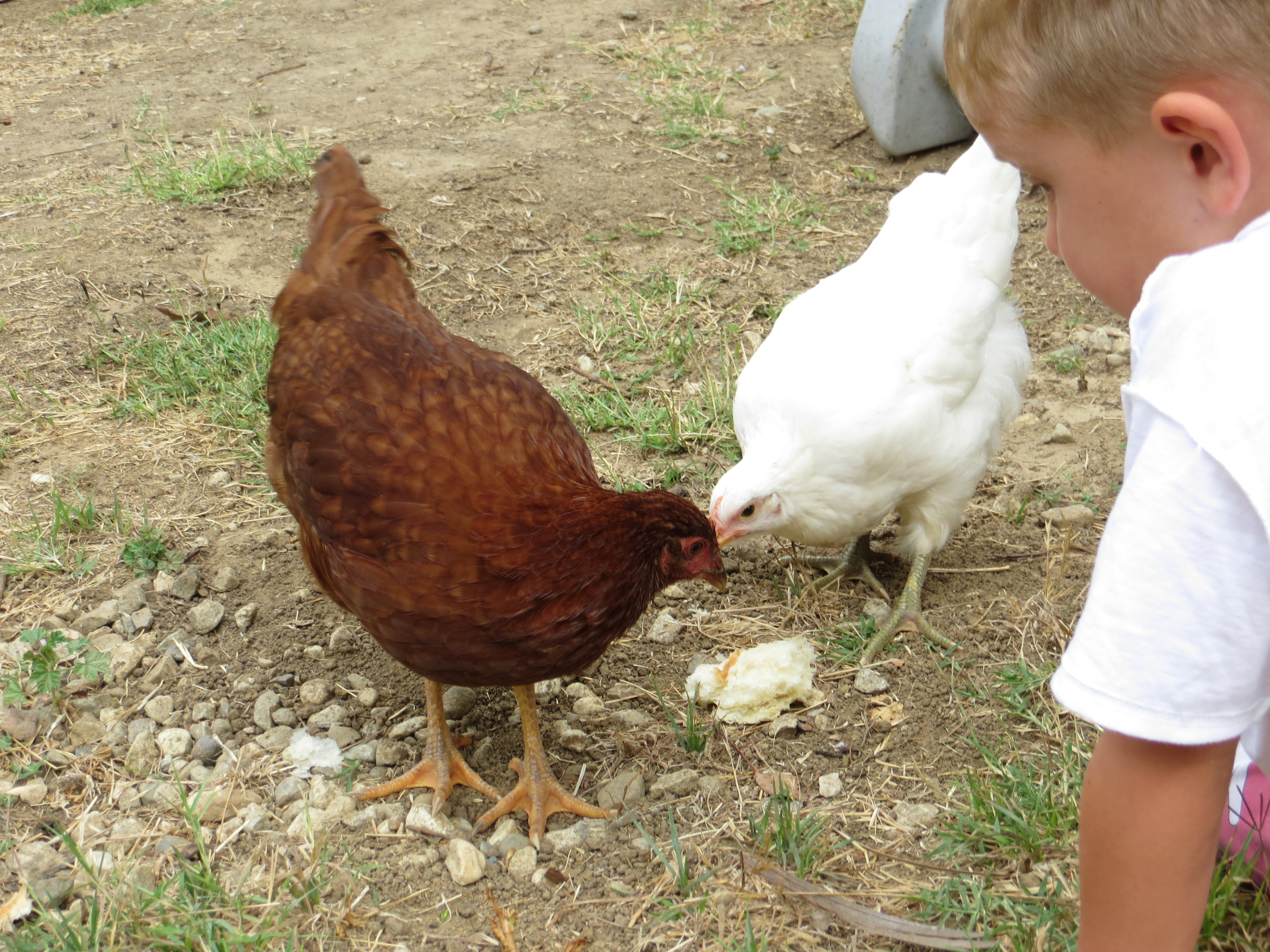 RIR is the most chicken--she is terrified of us. The White Jersey Giant has beautiful eyes.
