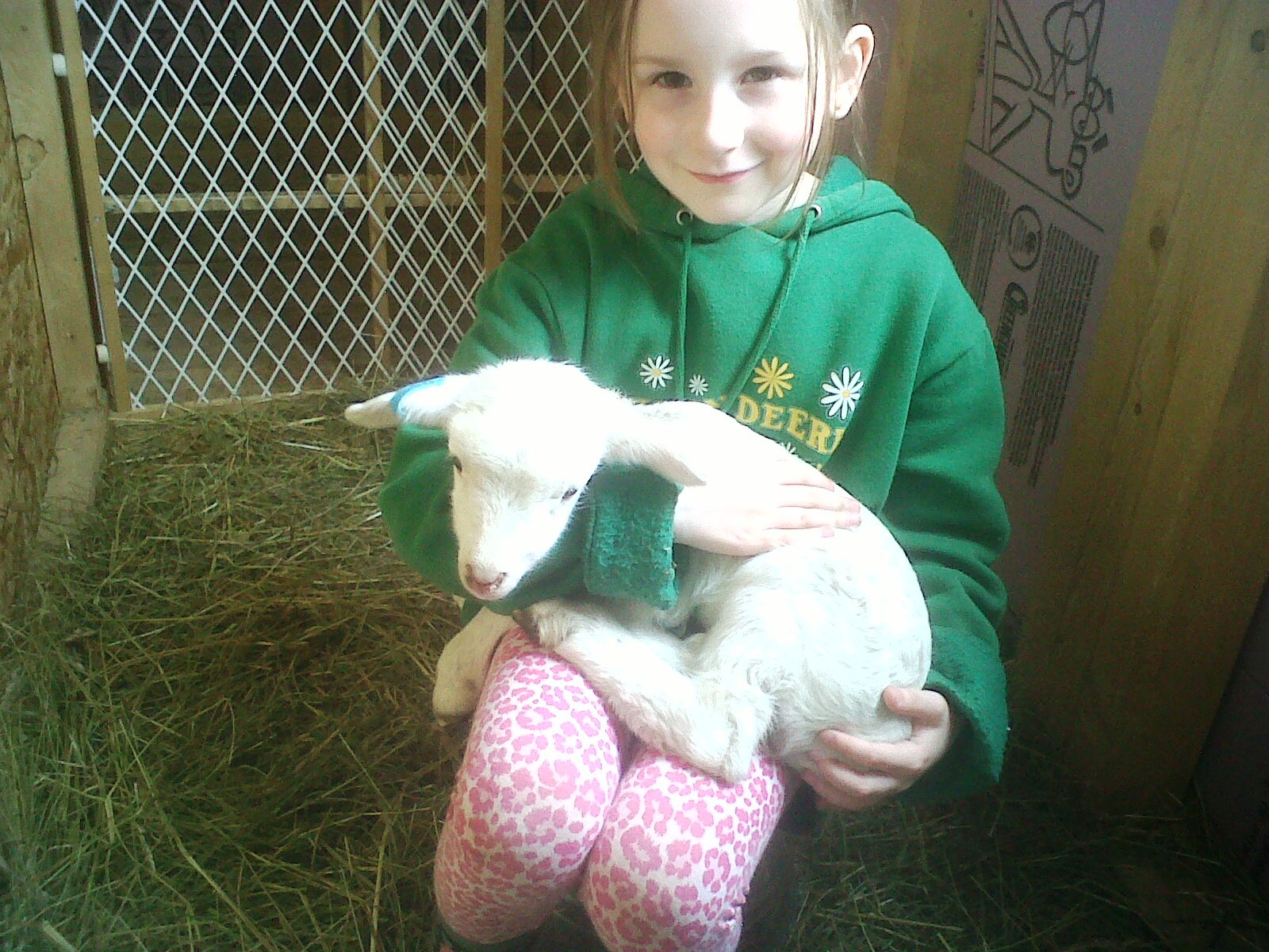 Russell, another orphaned lamb