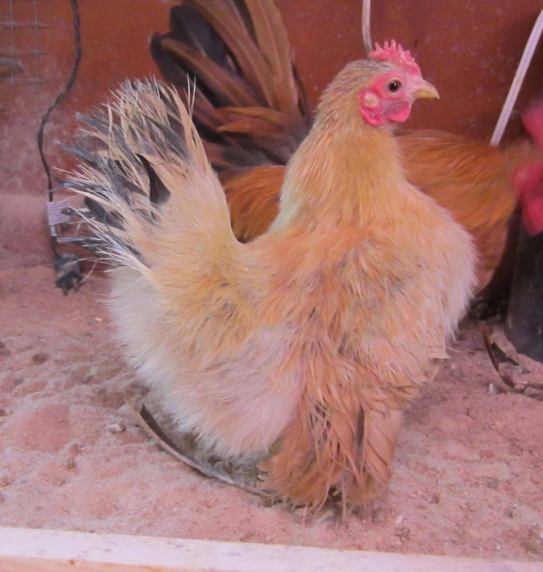 Saffron, a 2010 buff Silkied Serama.  She's a great egg layer, twice a year broody, and  a sweet girl.  She doesn't get along with the other girls, so she shares a loft with her hubby, Avagna.