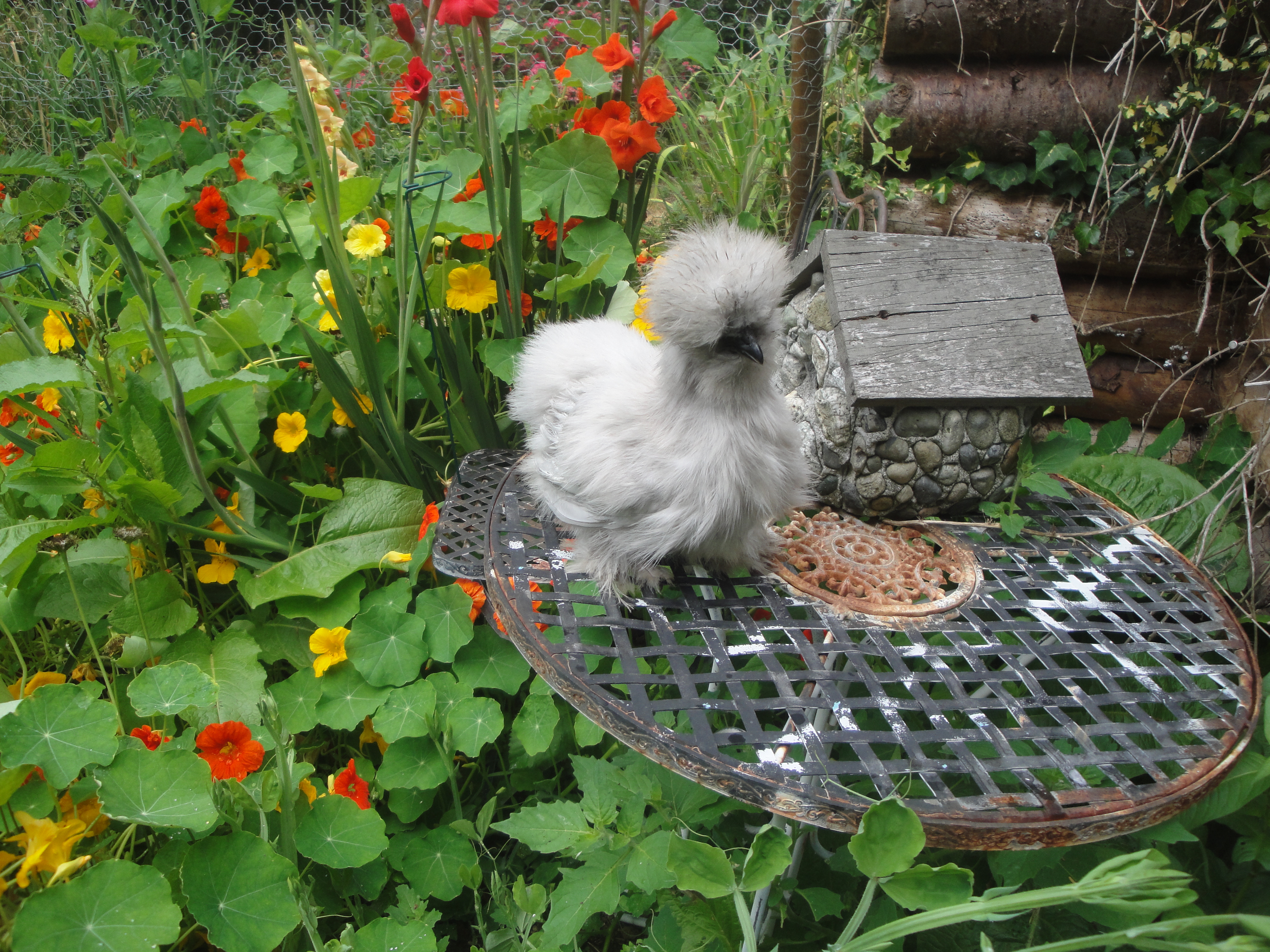 Same little Lavender Catdance pullet. Dosn't want to pose. Four months old July 2013