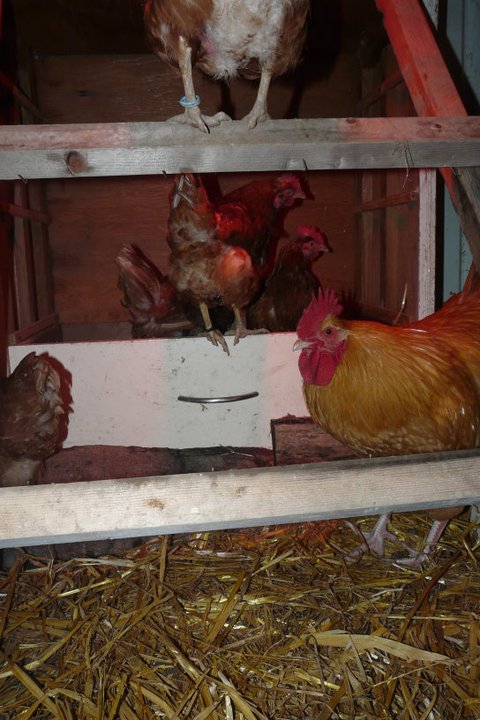 Saved these hens from becomming soup or what have you and this rooster was so big and bold and amazing this is obviously Col. Mustard his main lady was miss scarlet