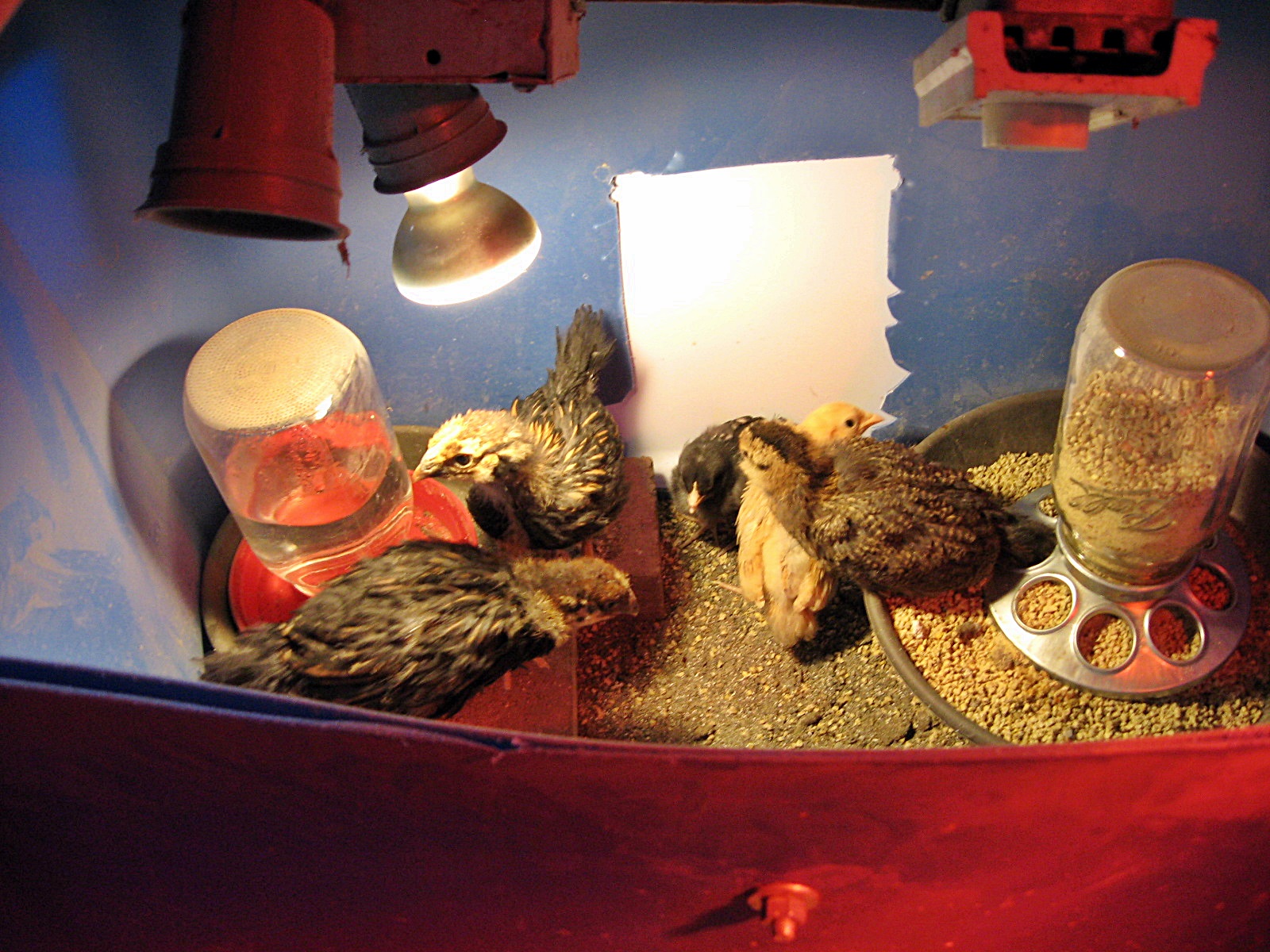 Second batch of chicks in the bigger brooders.