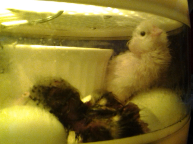 Second hatch, first and second babes.
Hatched on April 28, 2015 at 6:15 AM.
Ameraucana (EE?) chick.
Sire and Dam are Ameraucana (EE?)