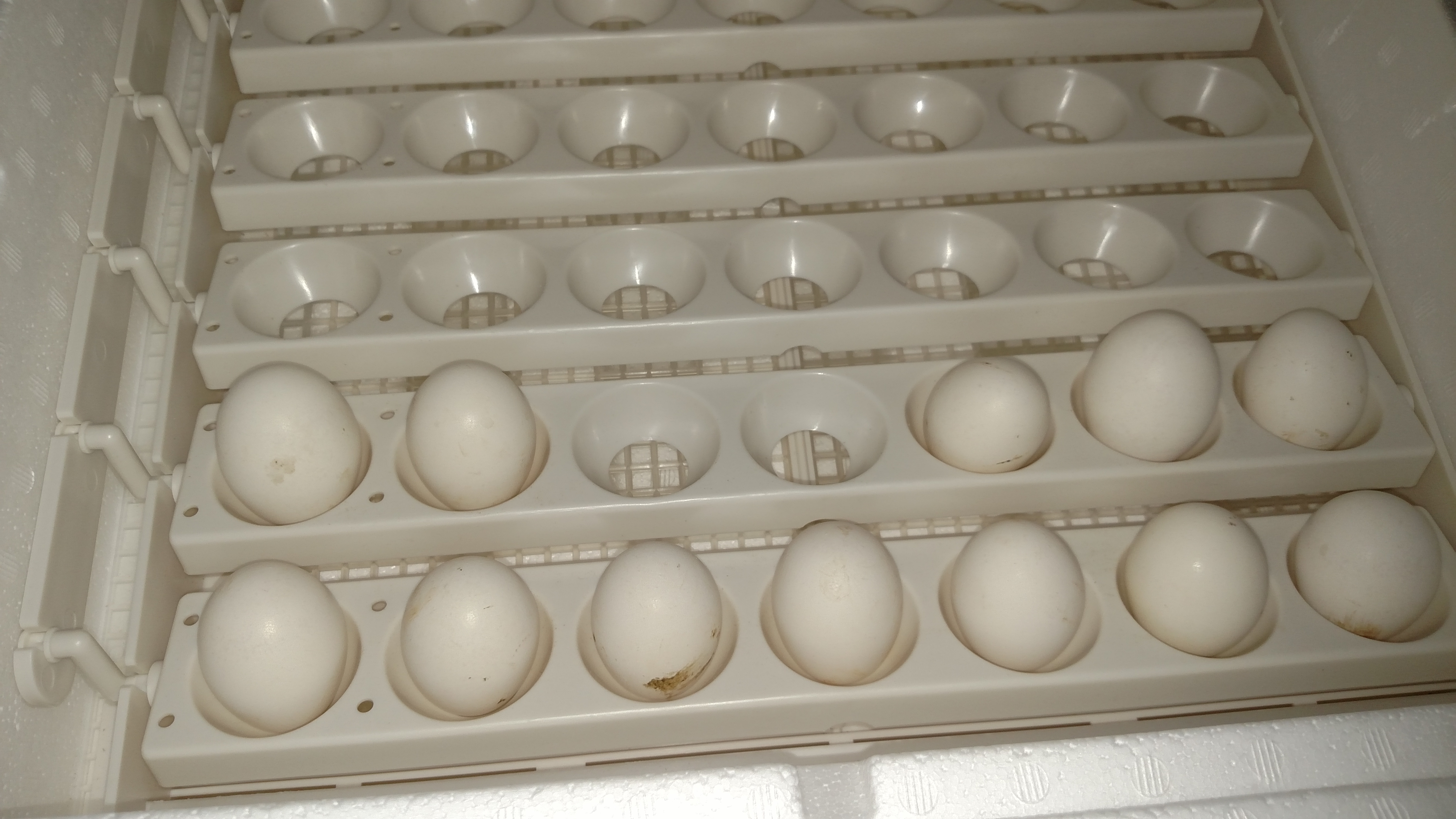 Set 12 more eggs yesterday February 10th.  If at first you don't succeed.  Keep trying.....  Gotta get humidity below 40 somehow and keep it there.  Using dry rice as if today.