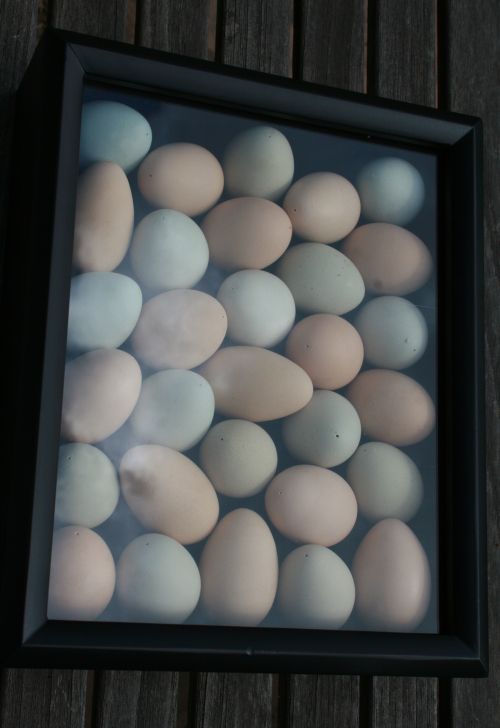 Shadowbox two.  
2014 AlpineButterfly pullet eggs.