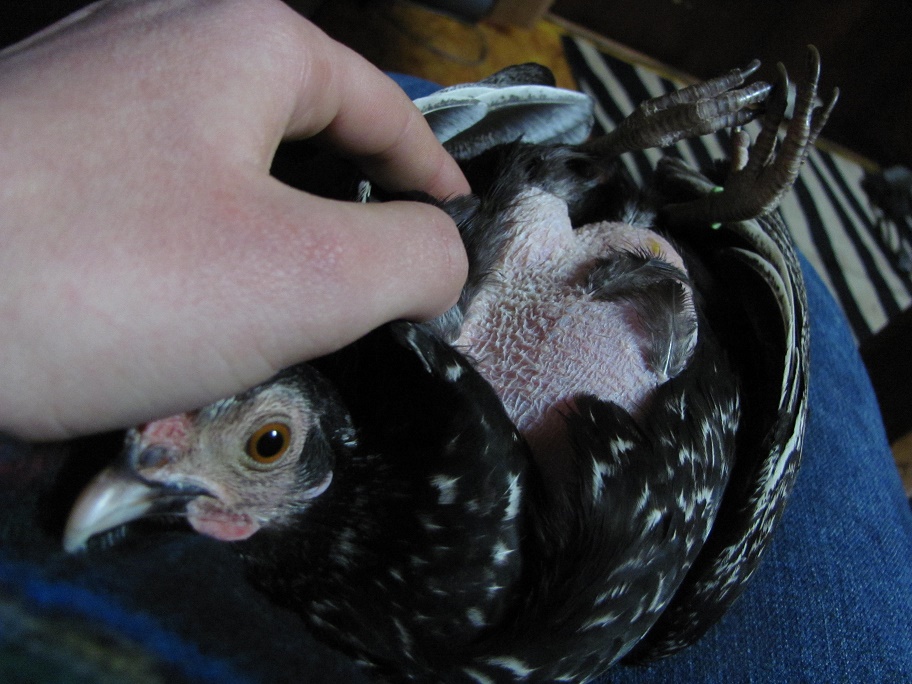 She plucked all of her stomach feathers when she was broody