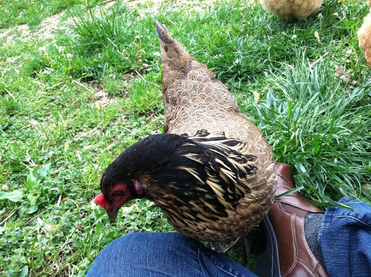She rubs her beak on my thigh a few times, looks like she wants to hop up on my lap, then moves along