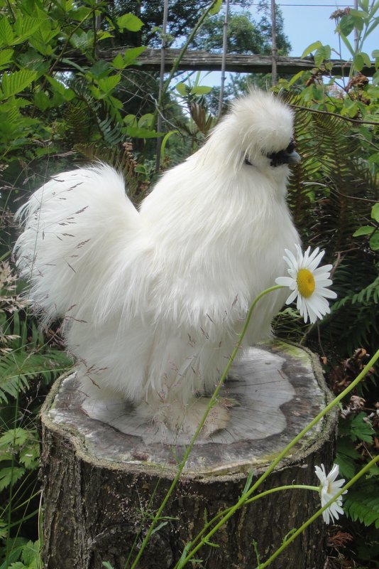 Sheryl Butler strain White Silkie. Mr. Big Foot six and a half months old. July 2013