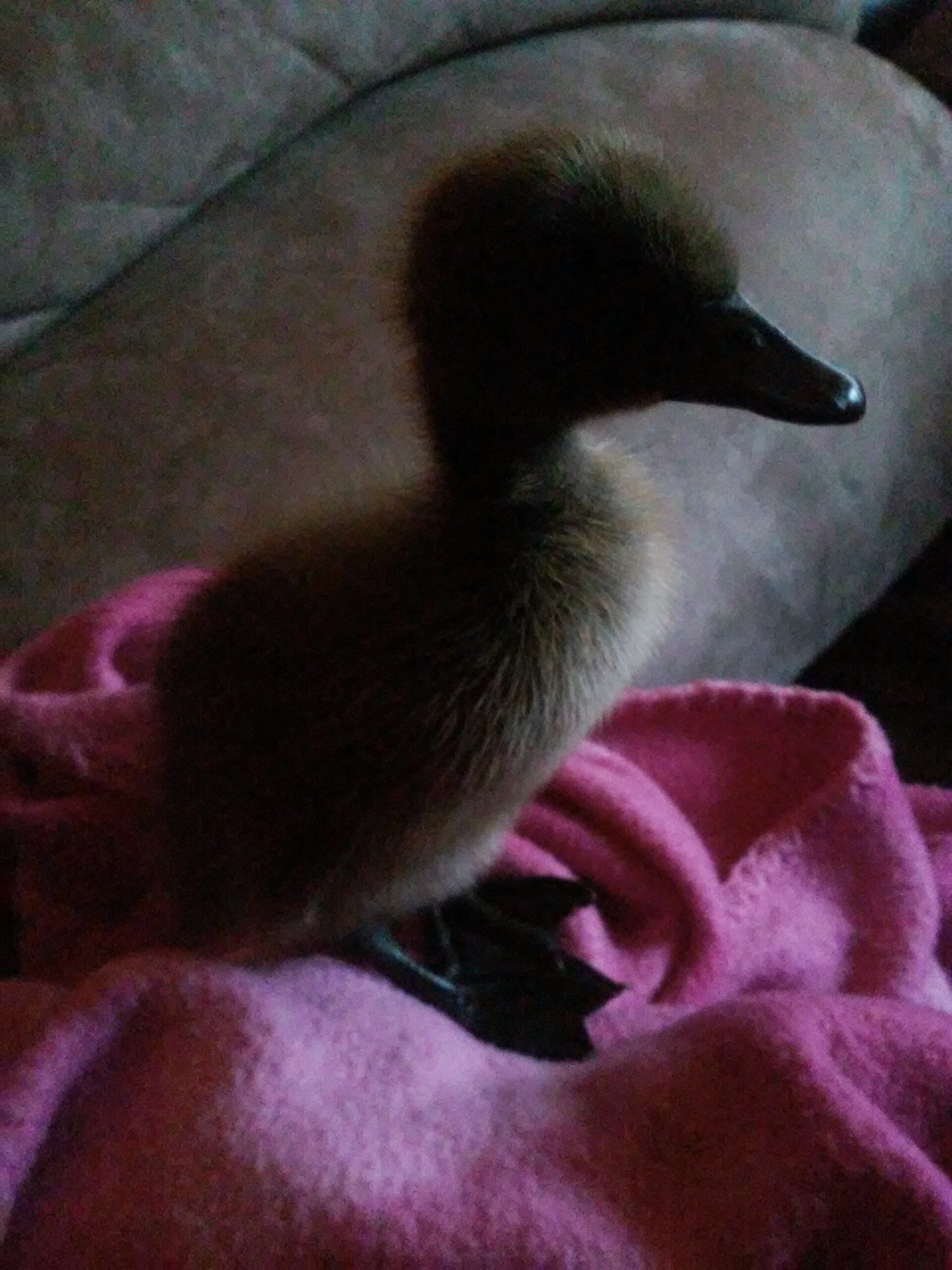 She's a Duckslittle too fast for photos