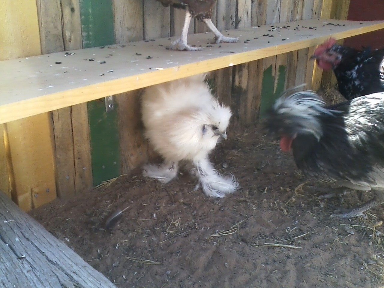 Shy Silkie... might also be a male... will also be needing a male hobbit name.