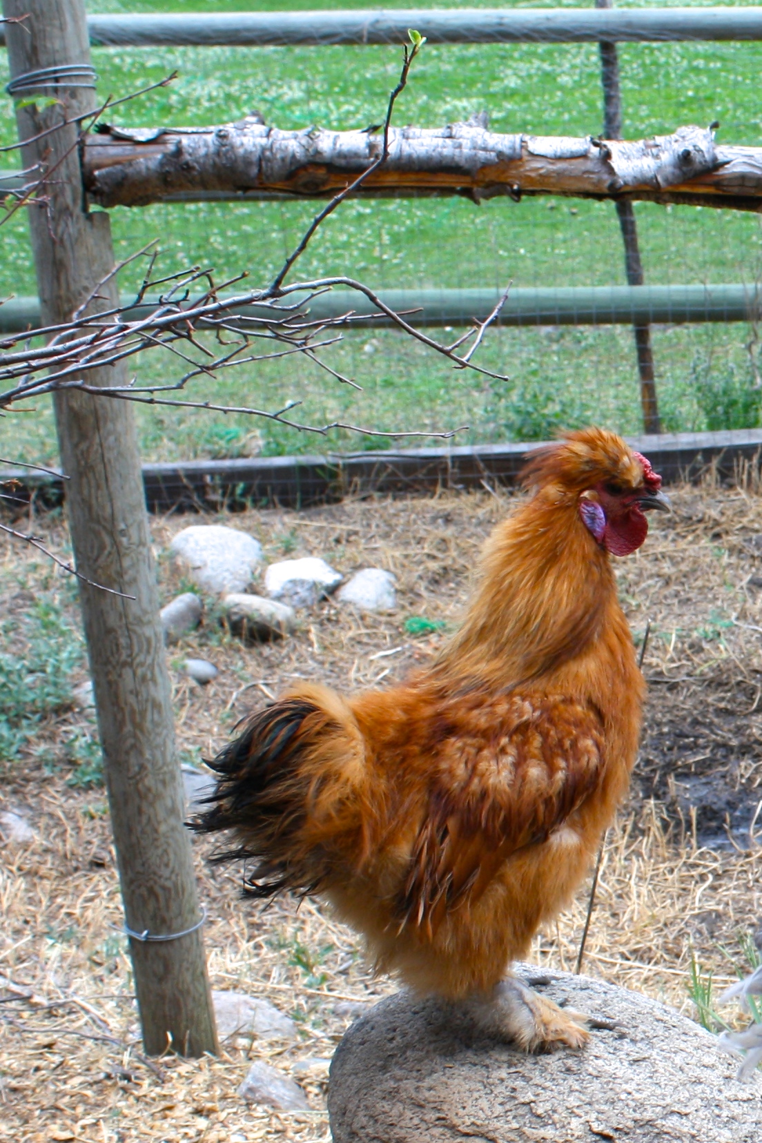 Silkie roo..wish this had been a pullet..I wanted a red =(