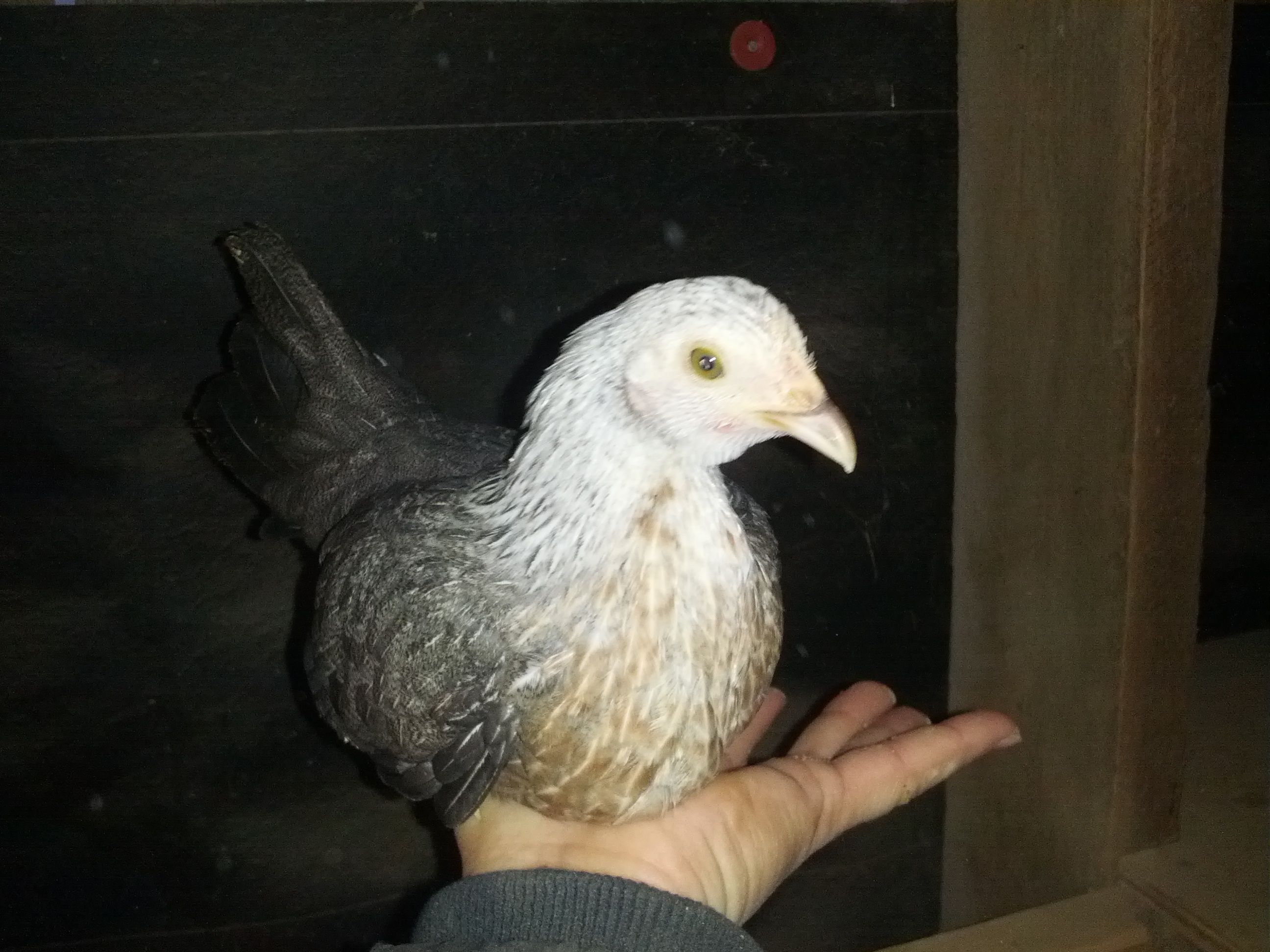 Silver Duckwing Bantam juvenile pullets hatched from my stock