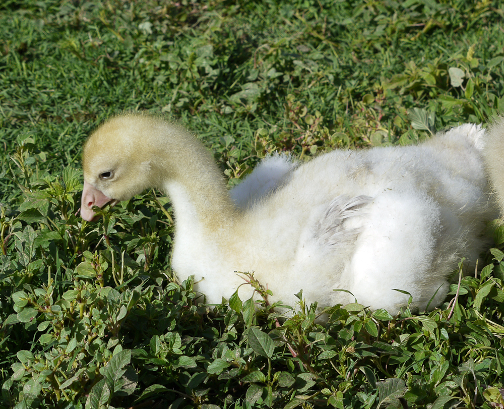 Silver gosling