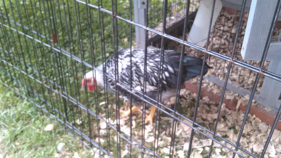 Silver Laced Wyandott 2 1/2 months old   Her name is Lacy.