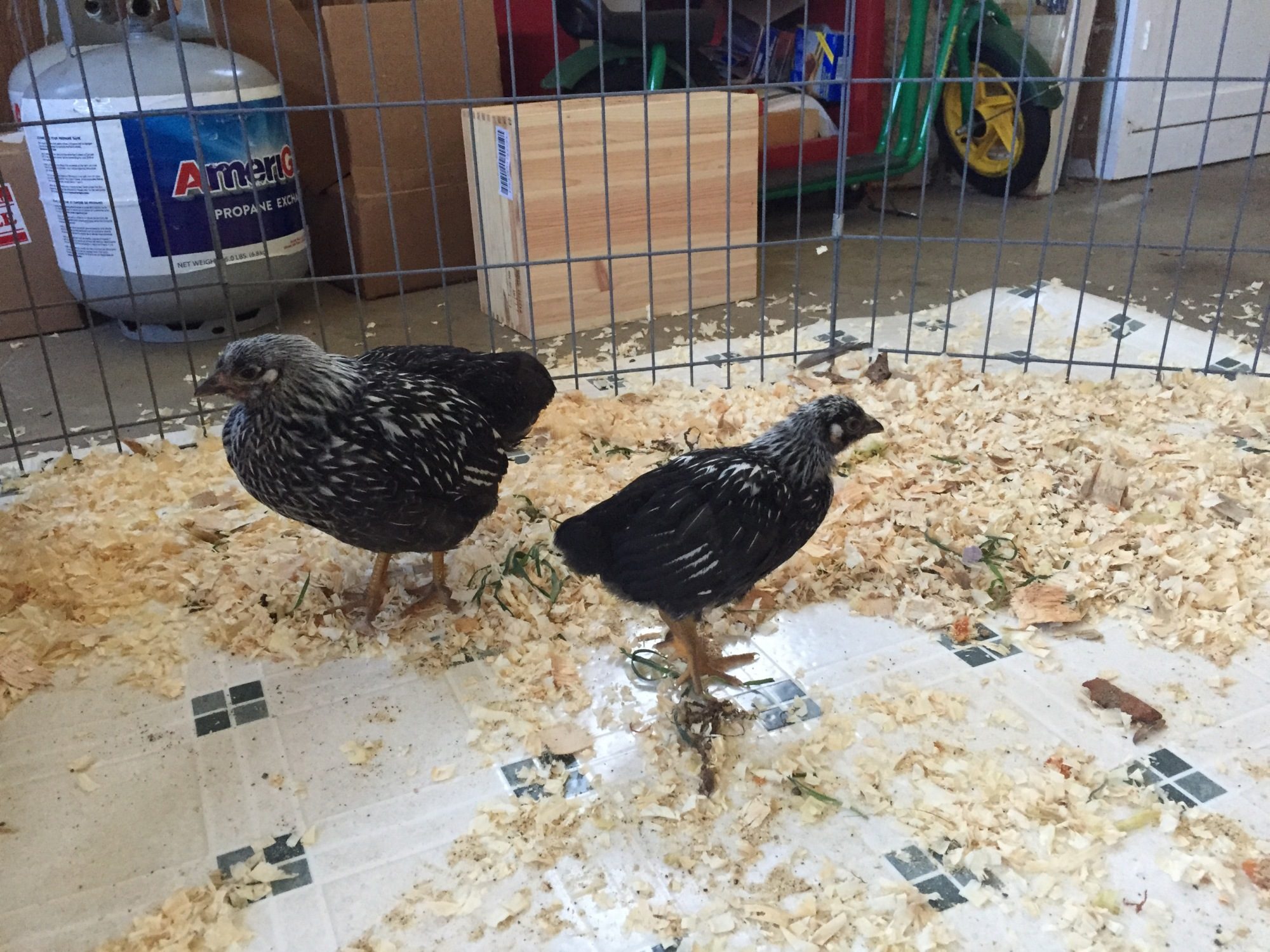 Silver Laced Wyandottes  6 and 8 weeks old when they first arrived