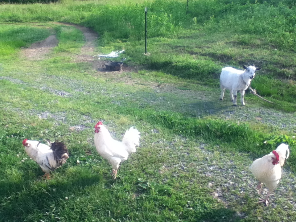 Sir (white and black EE/OE mutt), Mister (white EE/OE mutt), Eleanor (pygmy goat), and Dude (white-ish EE/OE mutt).