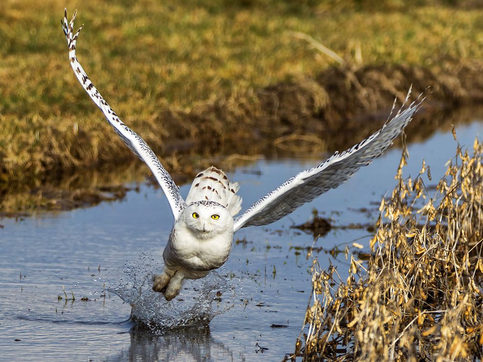 Snowy Owl hunting