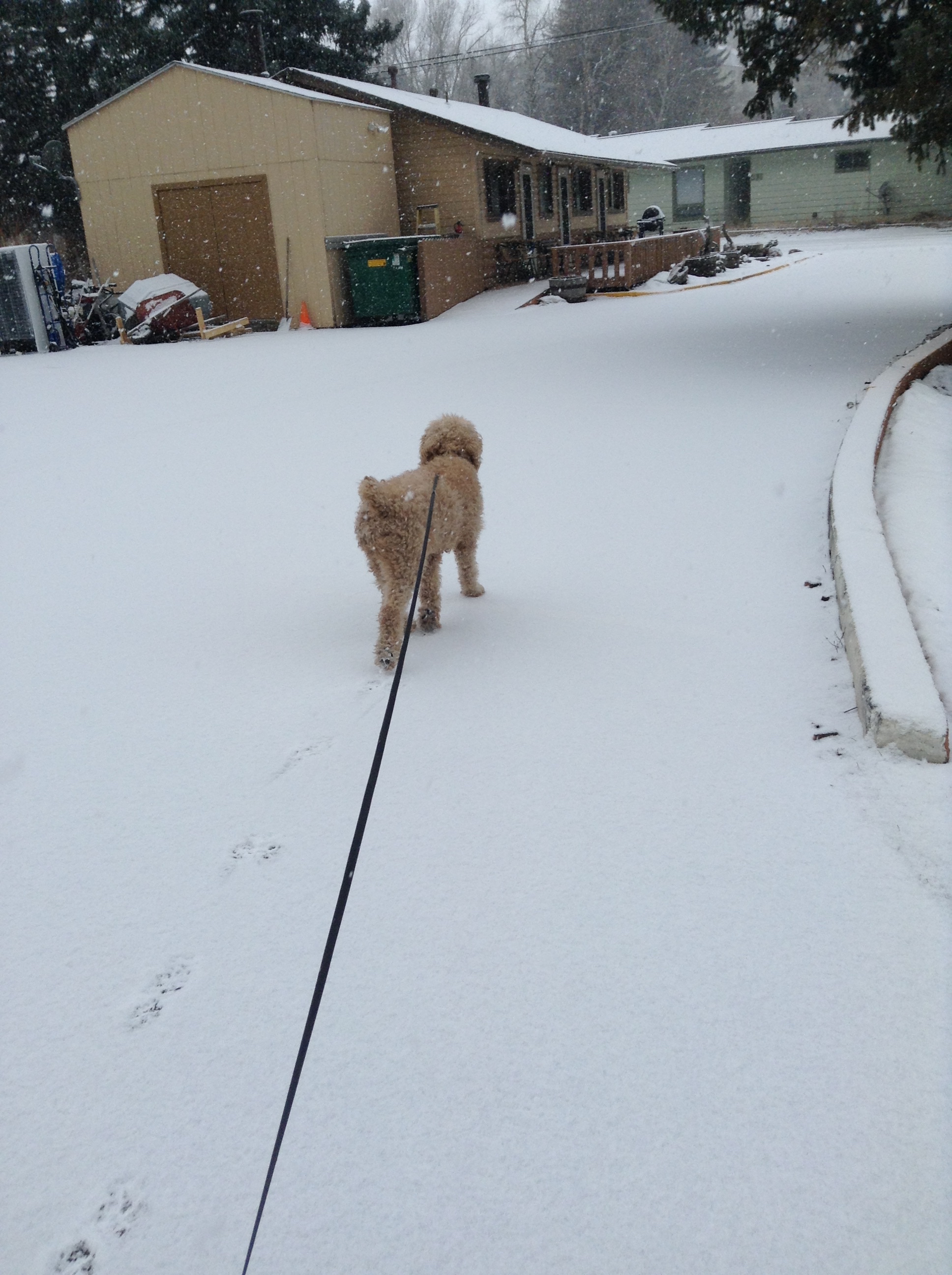 Snowy walk
