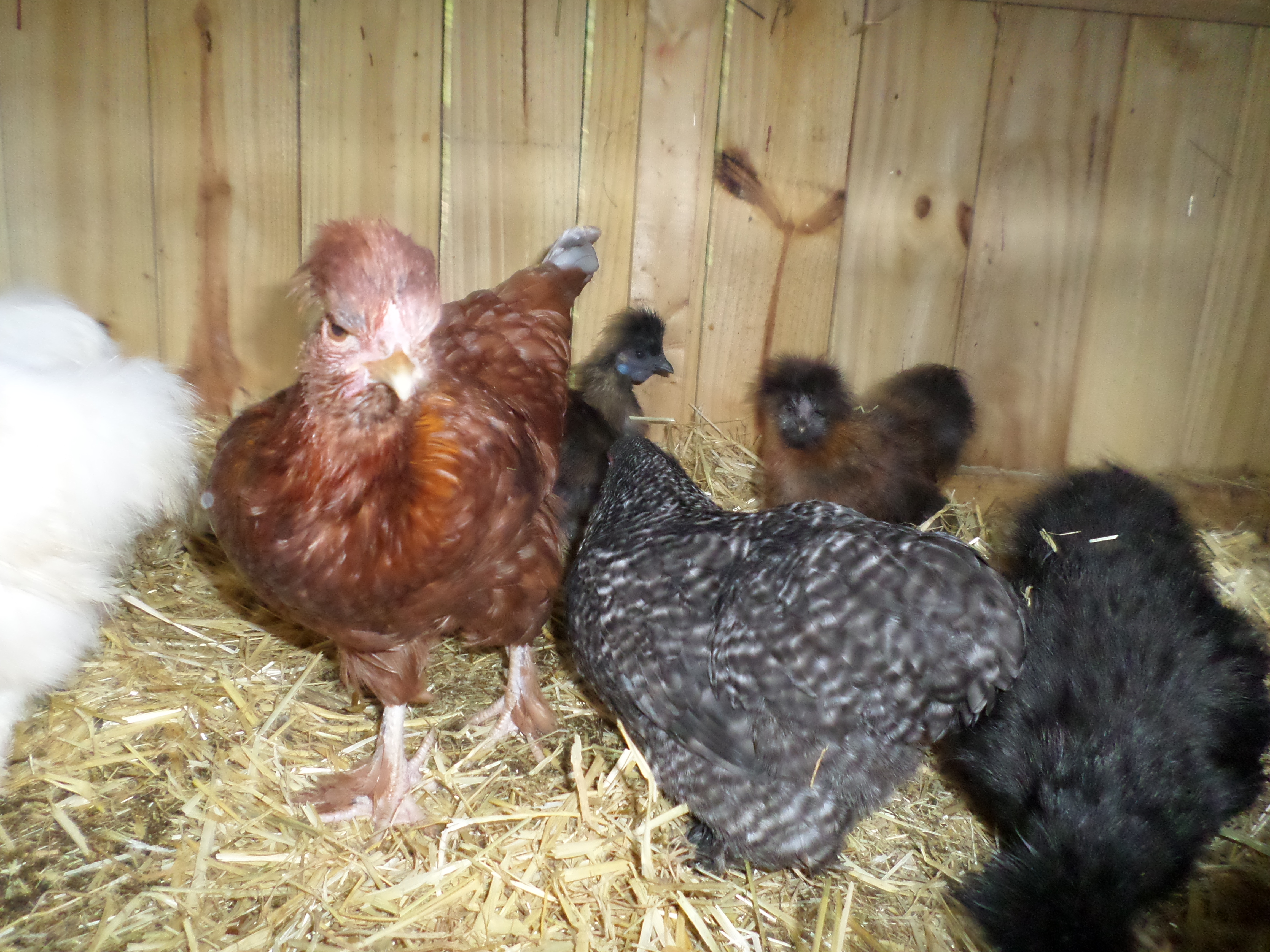 Some of my chickens