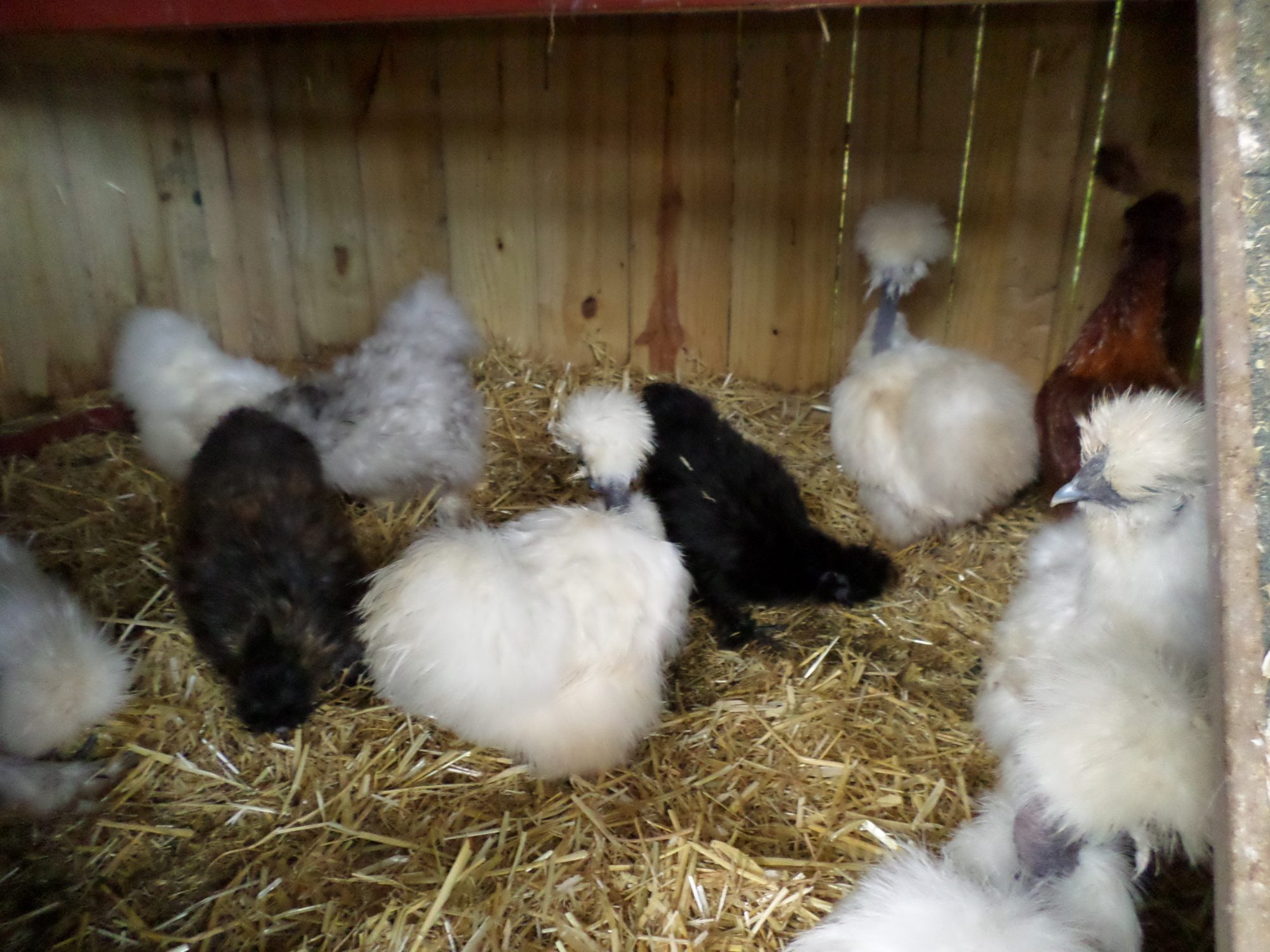 Some of my Silkies and Showgirls