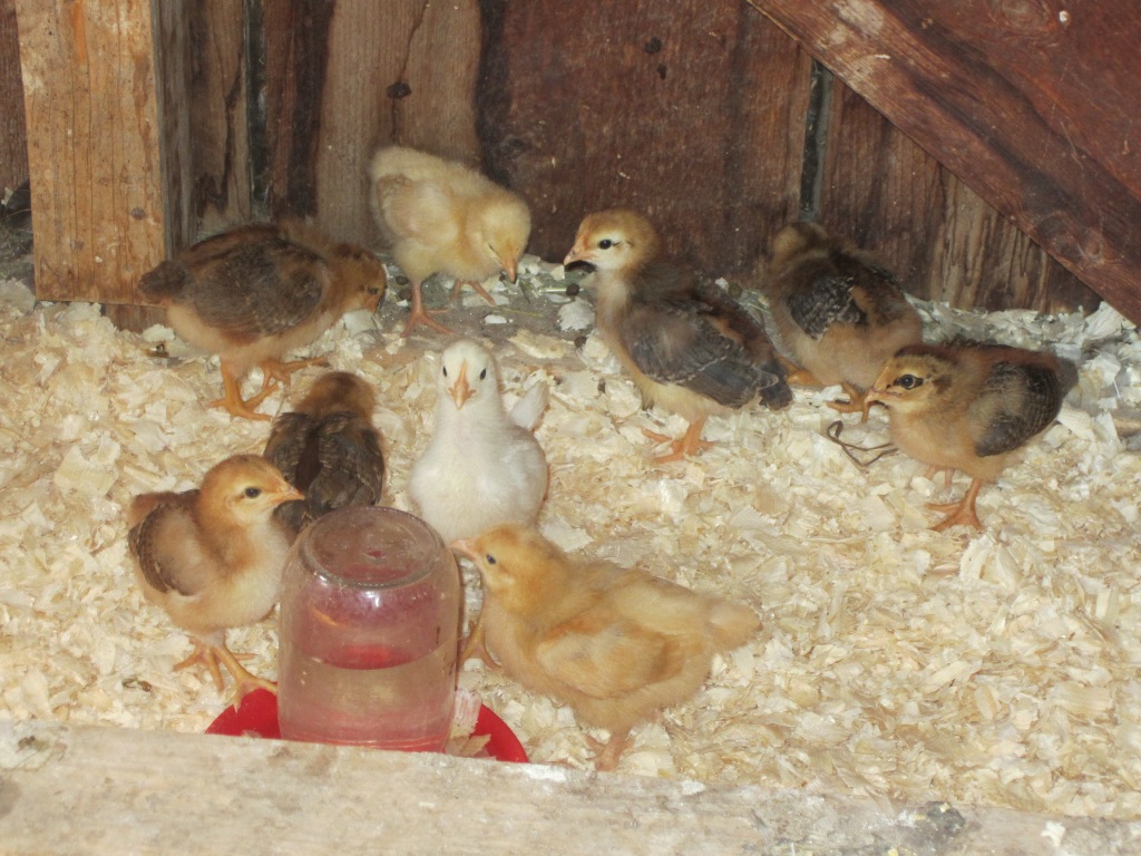 soon to be happy hens :)