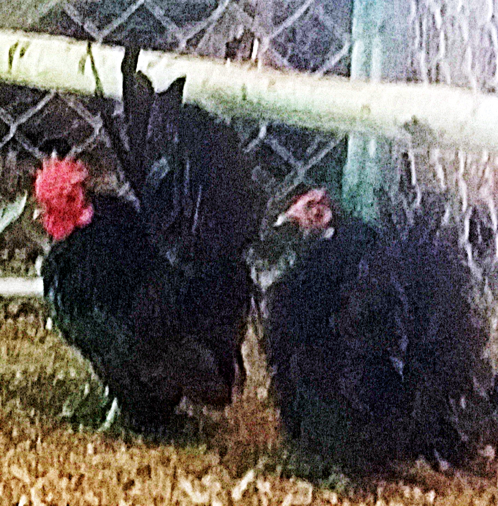 Sorry about the picture quality....but this picture shows another of the nice frizzle hens in the pen..