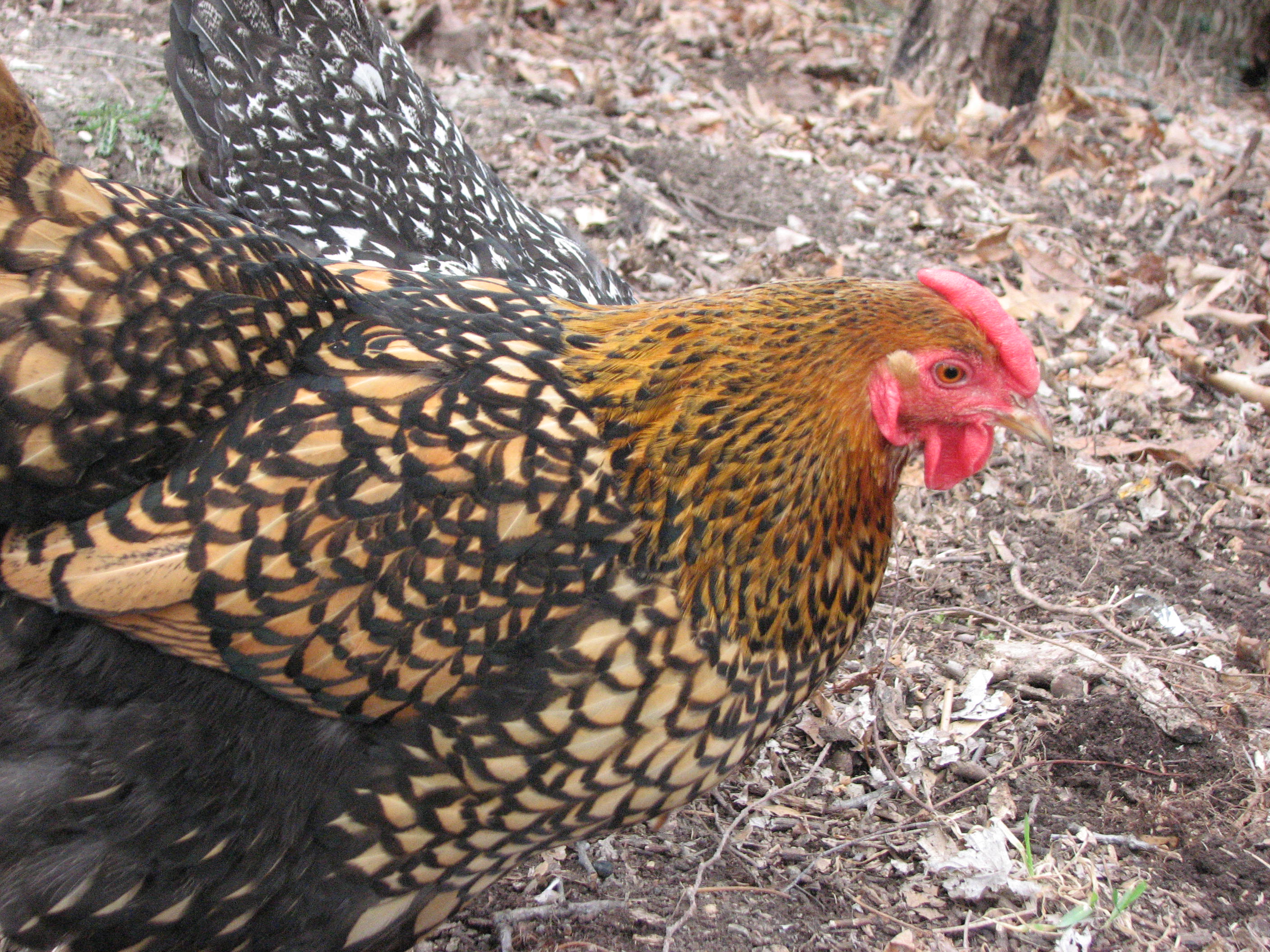 Spencer our Golds Laced Wyandotte.  
She is the hardest  workin chicken we own!
