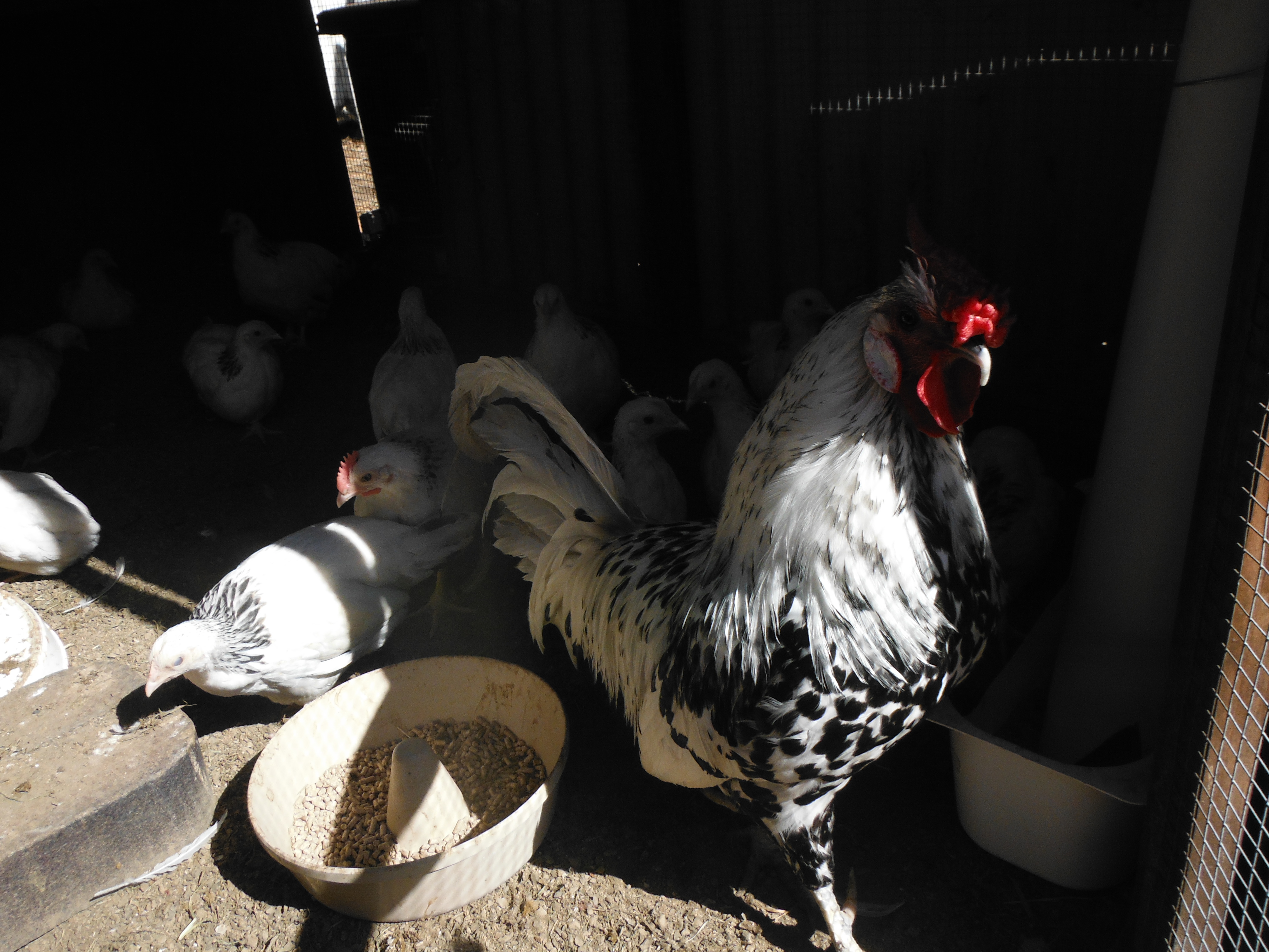 Spotty and his baby flock of  14 light sussex bantam