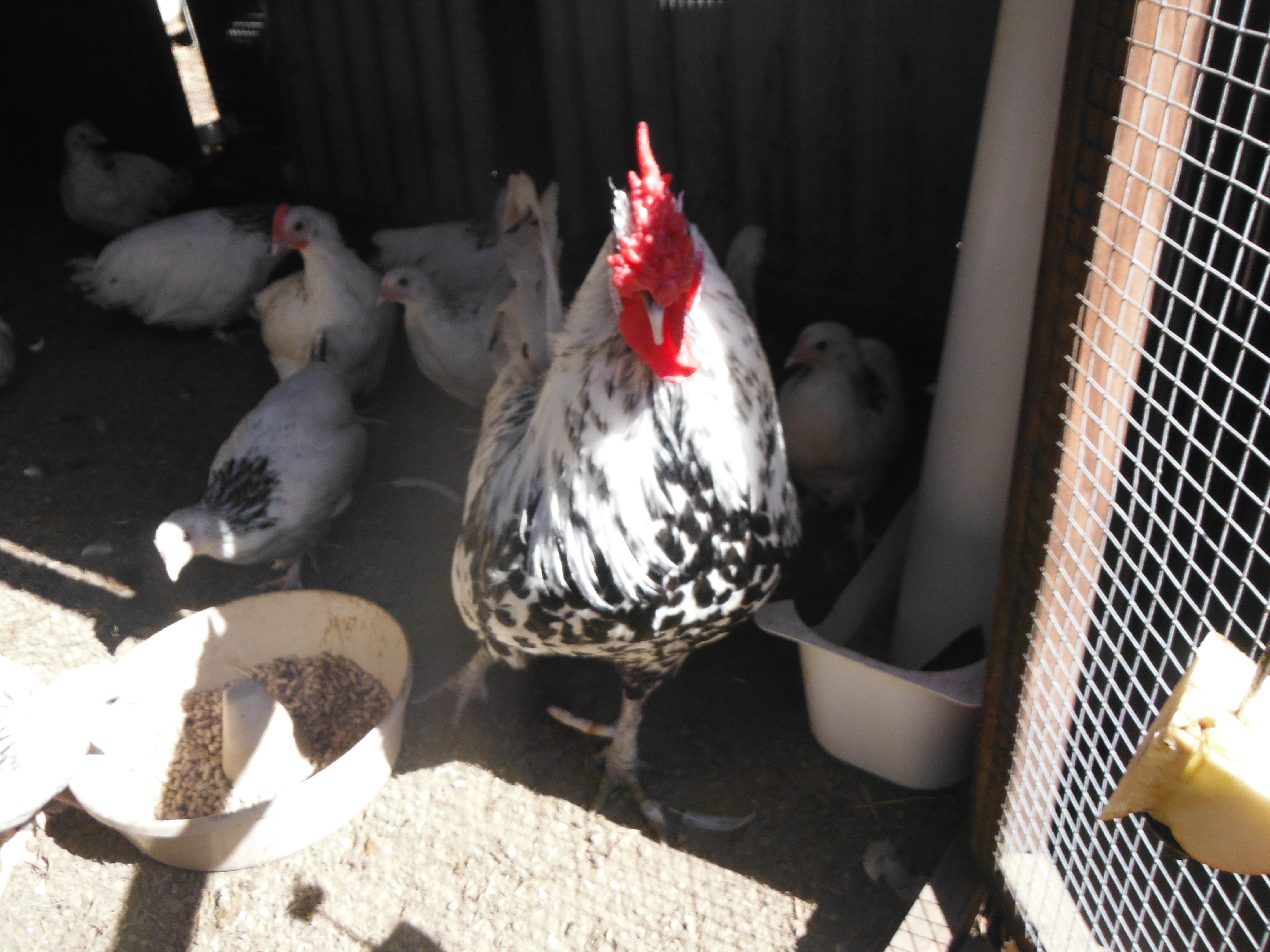 Spotty being a 'mother hen' to 14 light sussex bantams (12 pullets, 2 cockerels)