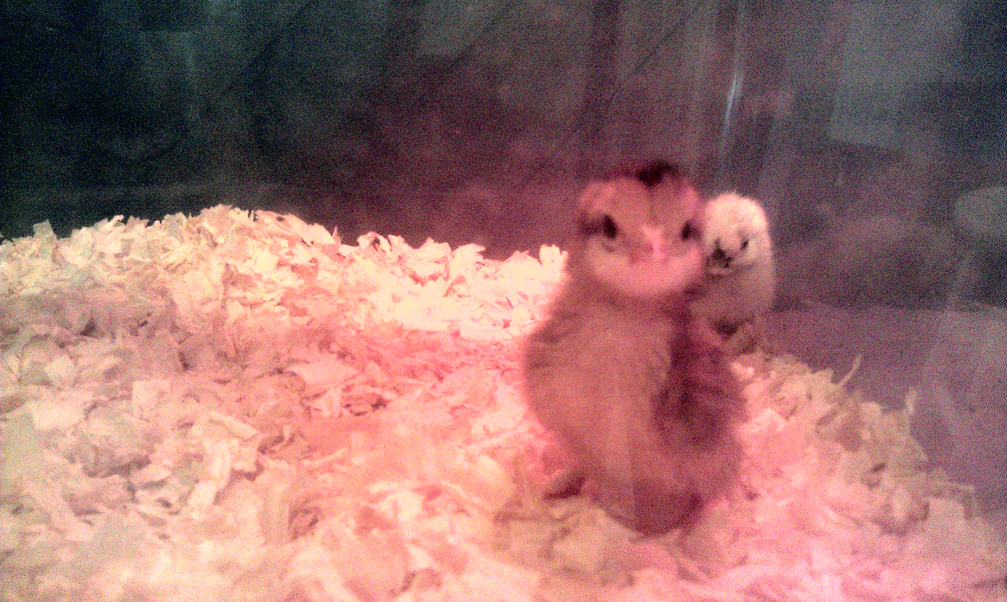 Summer 2014. Awe, Chucky. So cute, sweet & innocent. 5 wks later he's a little terror/knight in shining armor! Upon his first meeting with our spring chicks who are now about 13wks old he promplty strutted up to them, did a little chicken wing dance & chased them off! He & his silkies moved in with them in the "chick coop" & he's been ruling the roost ever since. The spring chicks are quadruple his size but they're so confused & intimidated by his huge personality & tiny body that they pretty much avoid him & the silkies, lol!